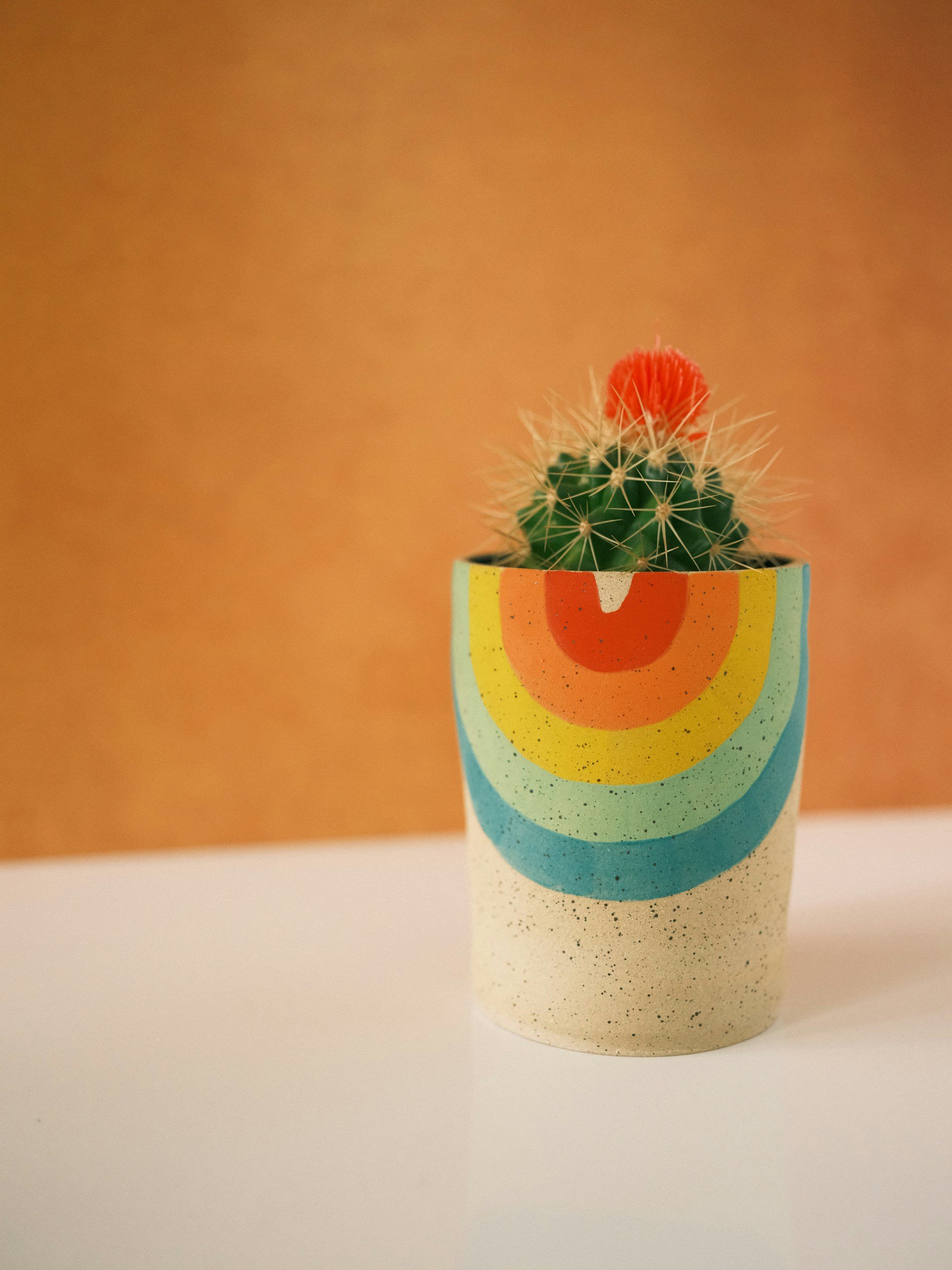 cactus in a small pot with a rainbow on it
