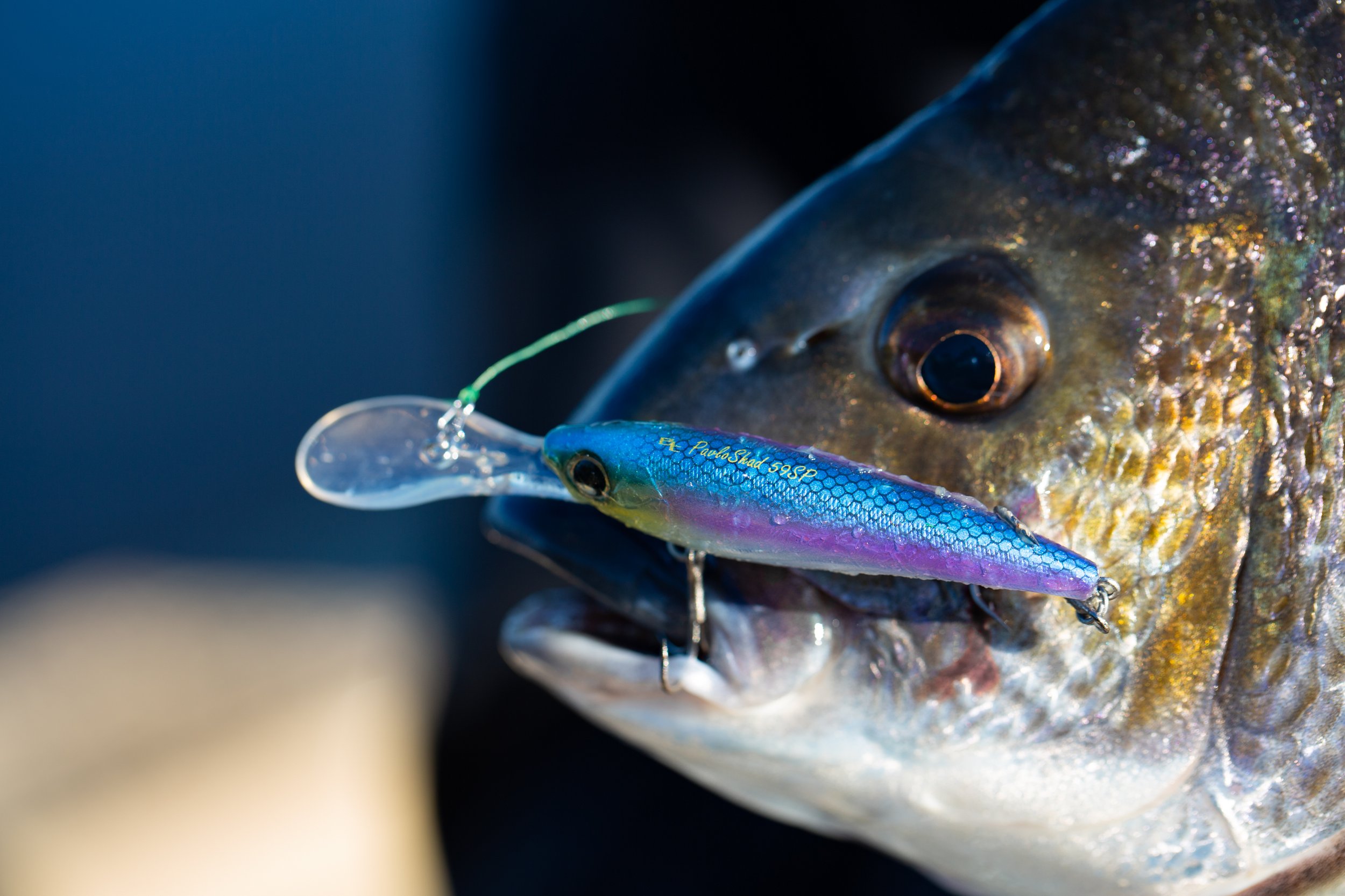 Close-up of a fish with a fishing lure in its mouth.