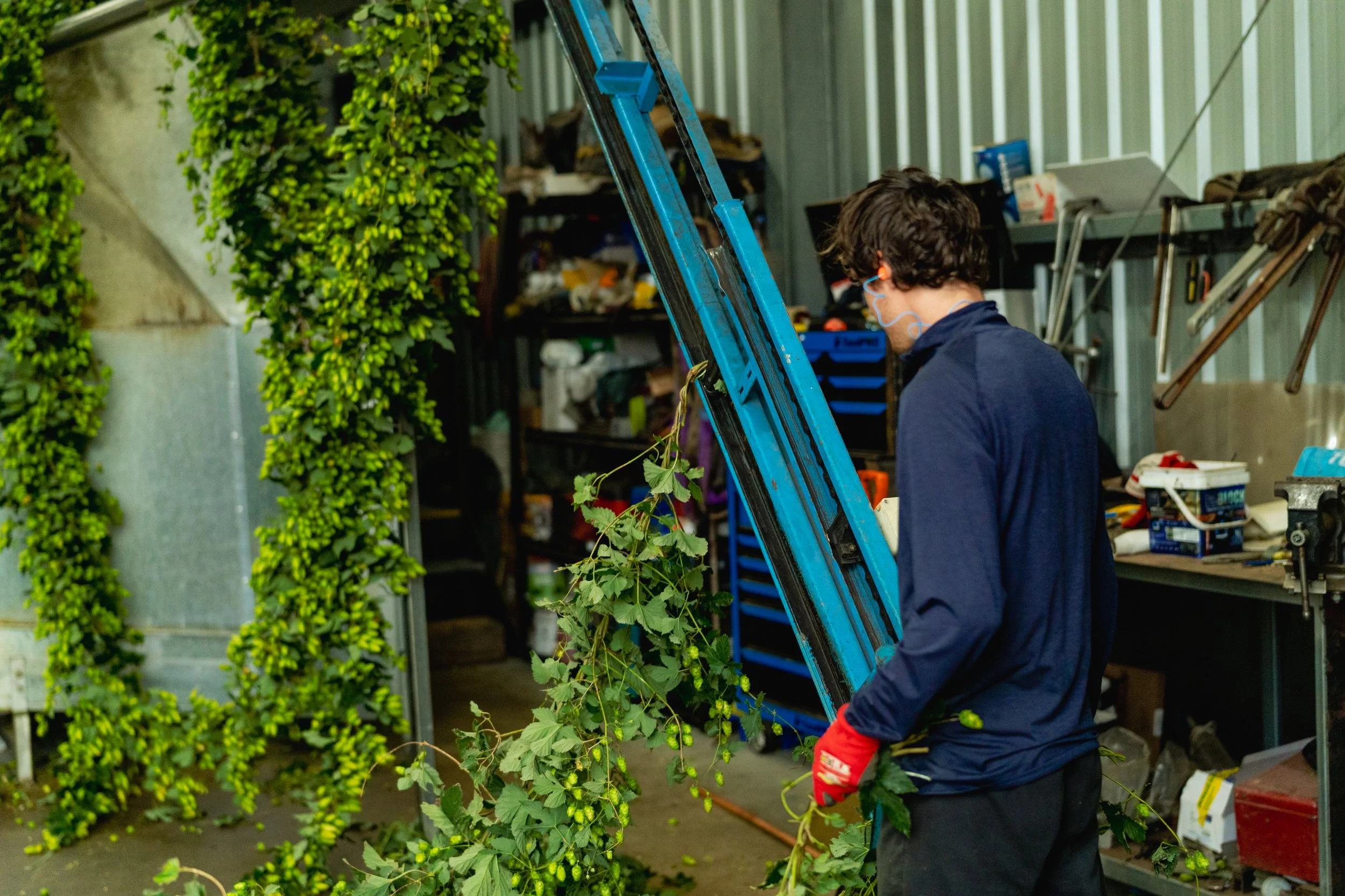 A person wearing safety glasses and gloves working in a workshop, cutting a plant with a saw.