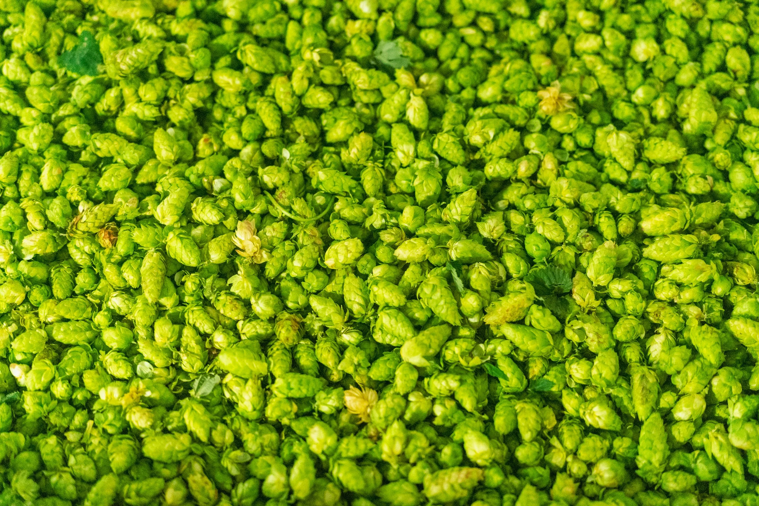 A large pile of fresh green hop cones, used in brewing beer.