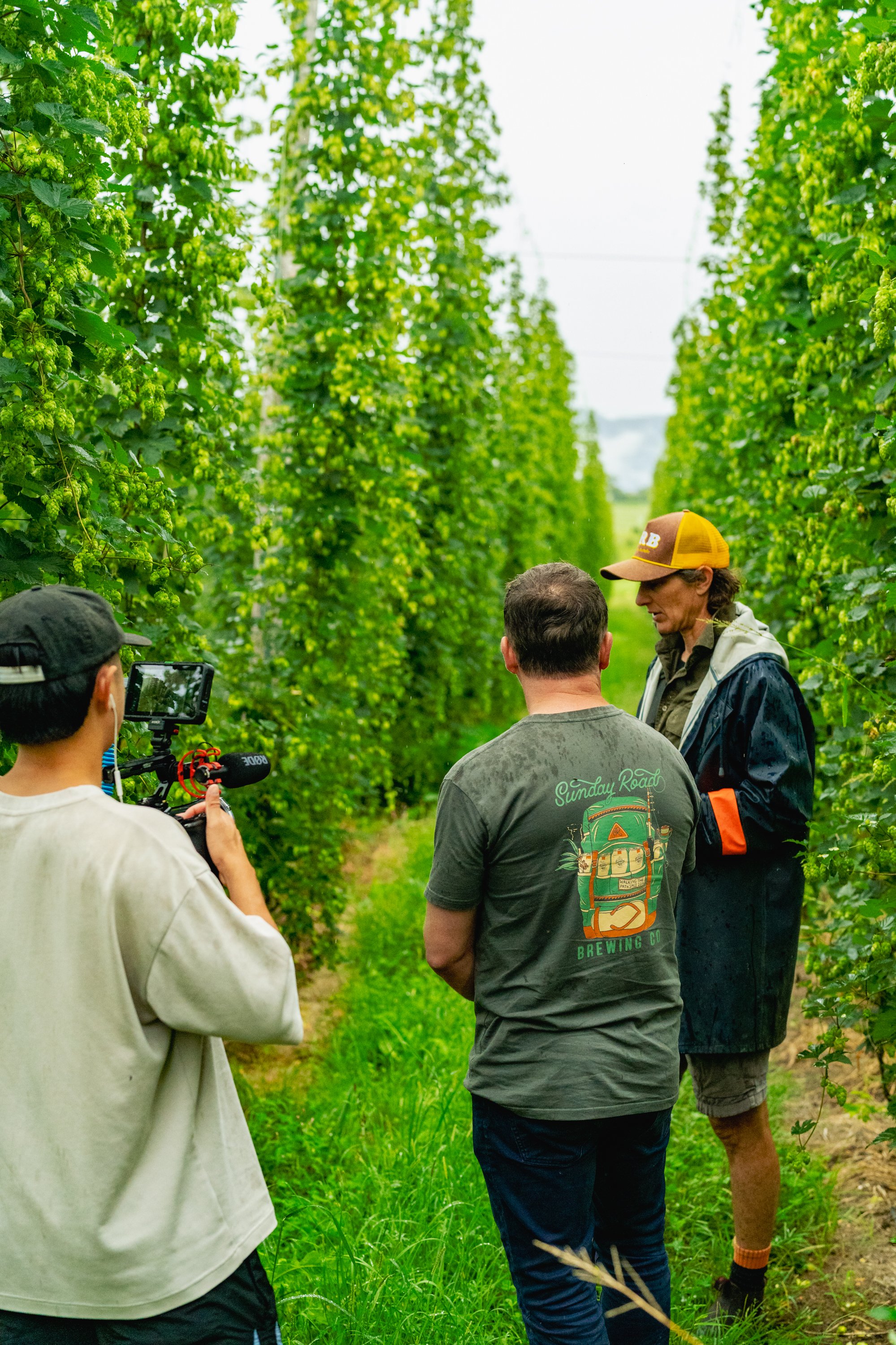 A group of three people standing in a lush green hop yard, with tall hop plants on either side, involved in filming or interviewing during daytime.