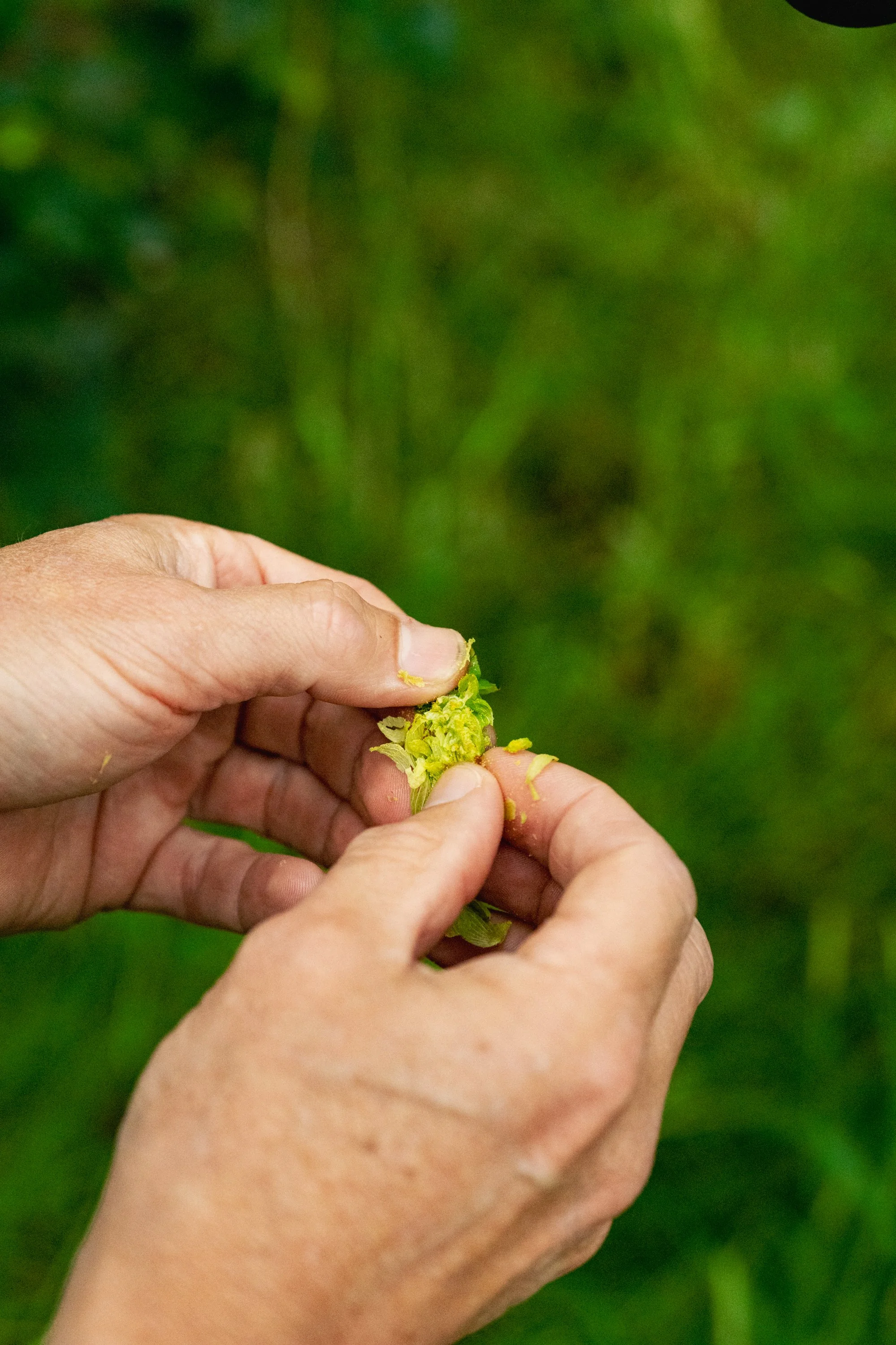 Close-up of hands holding and inspecting a green hop cone for brewing.