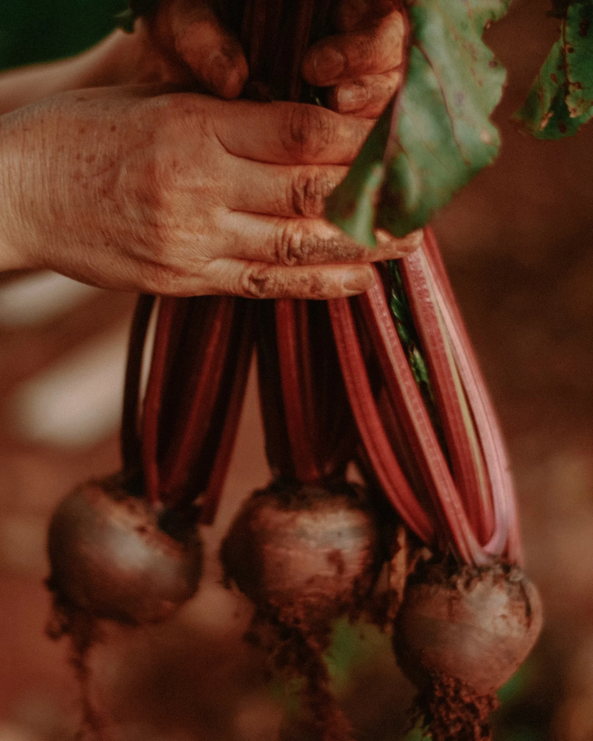 Close-up of hands holding a bunch of green leaves and a flower, with a colorful striped cloth underneath