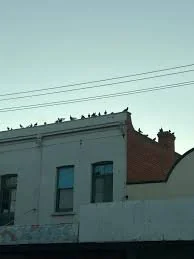 Feral Animal Control