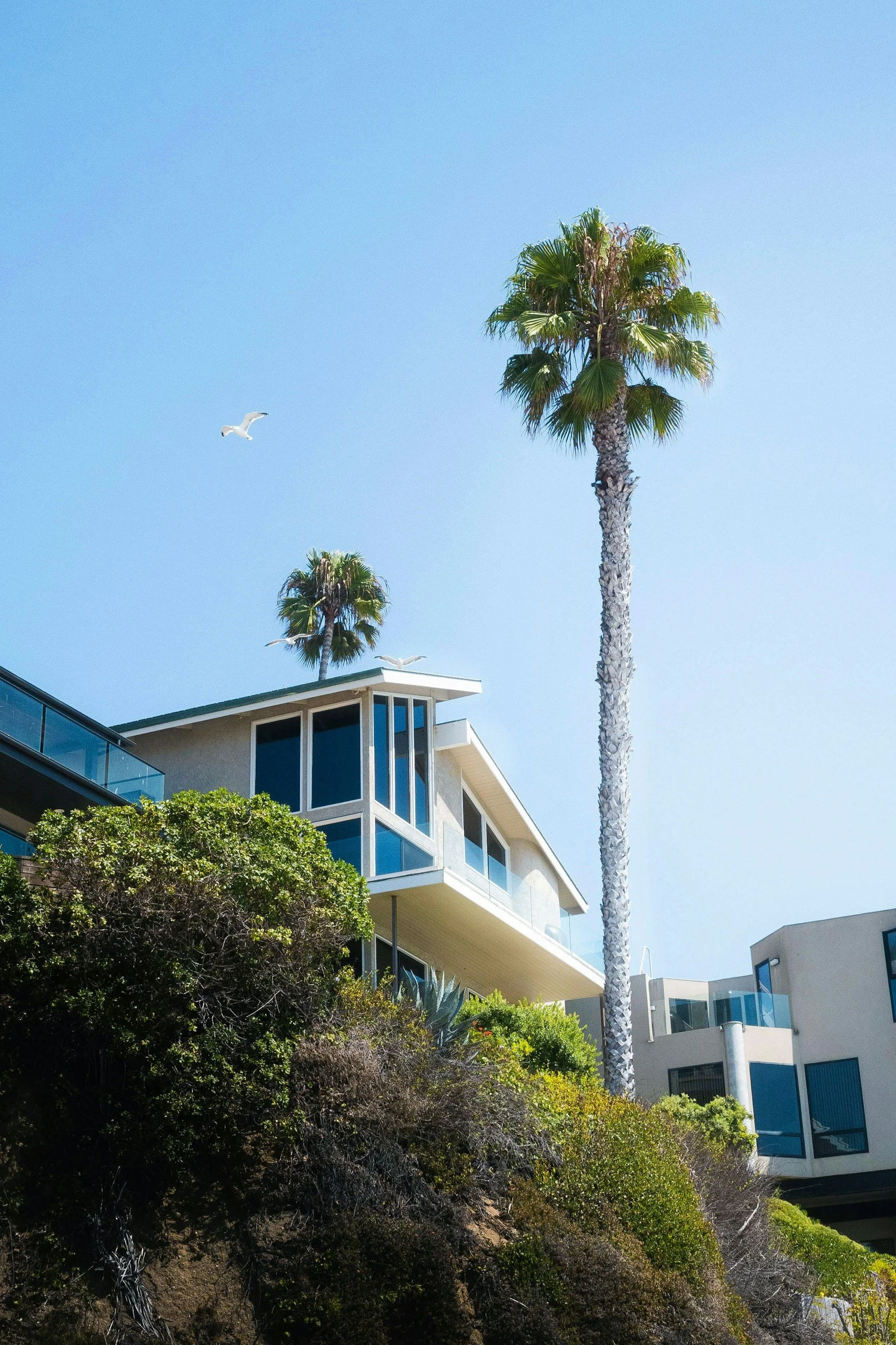 Modern house with large windows and balconies, tall palm trees, green bushes, and seagulls flying in a clear, sunny sky.