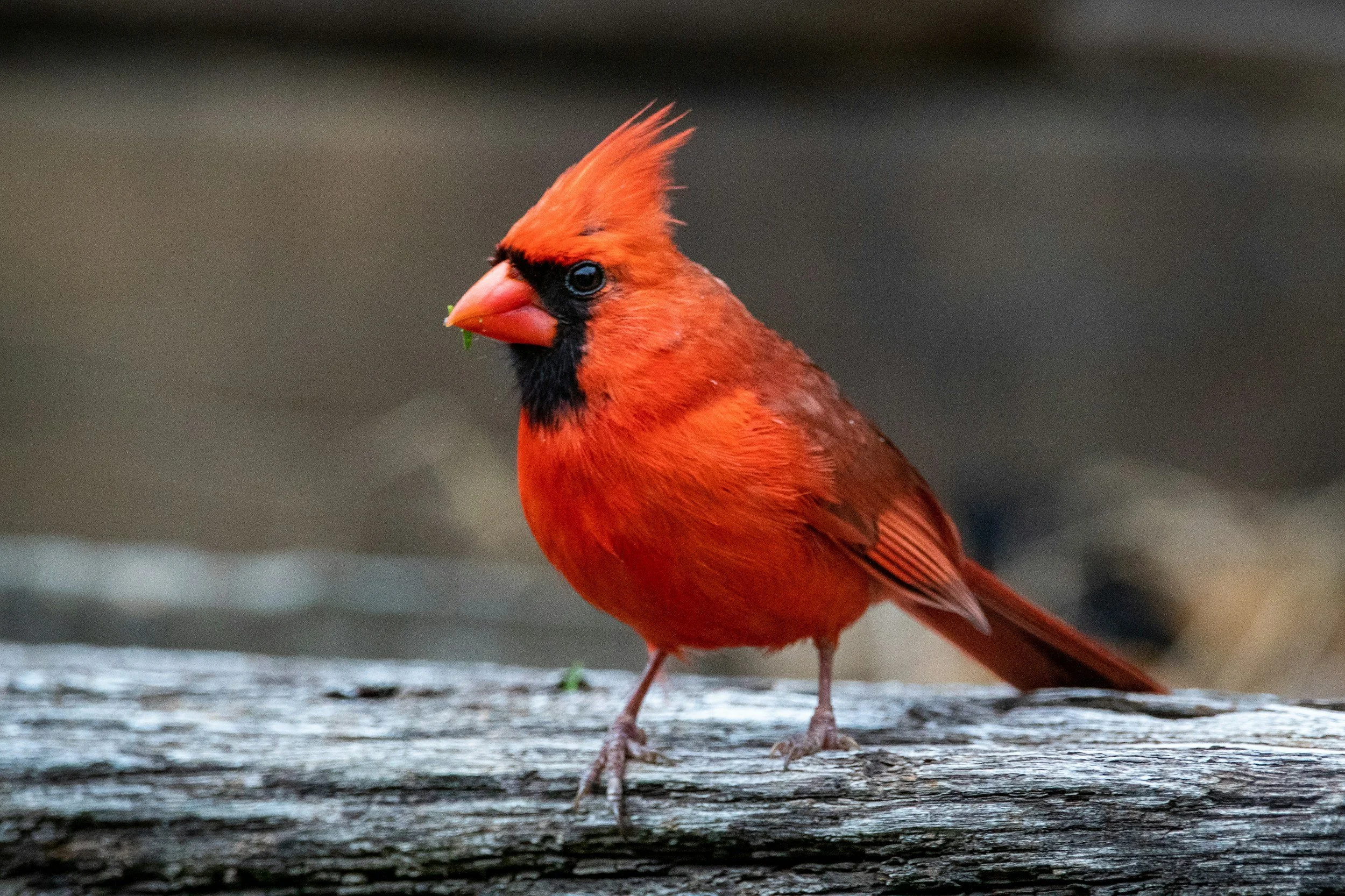 A close-up of a bright red male Northern Cardinal bird perched on a weathered wooden branch, with a dark background.