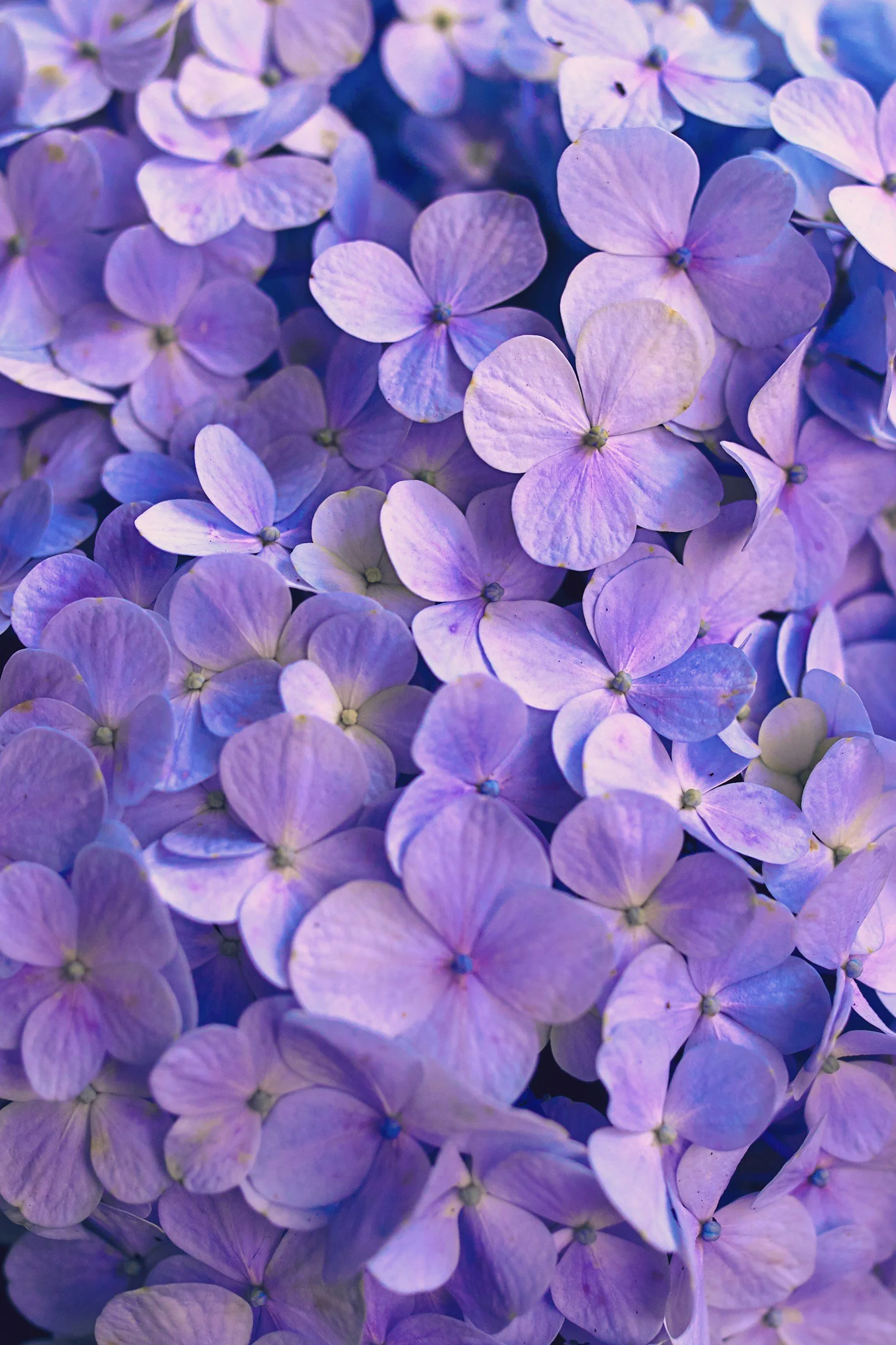 Close-up of purple and lavender hydrangea flowers.