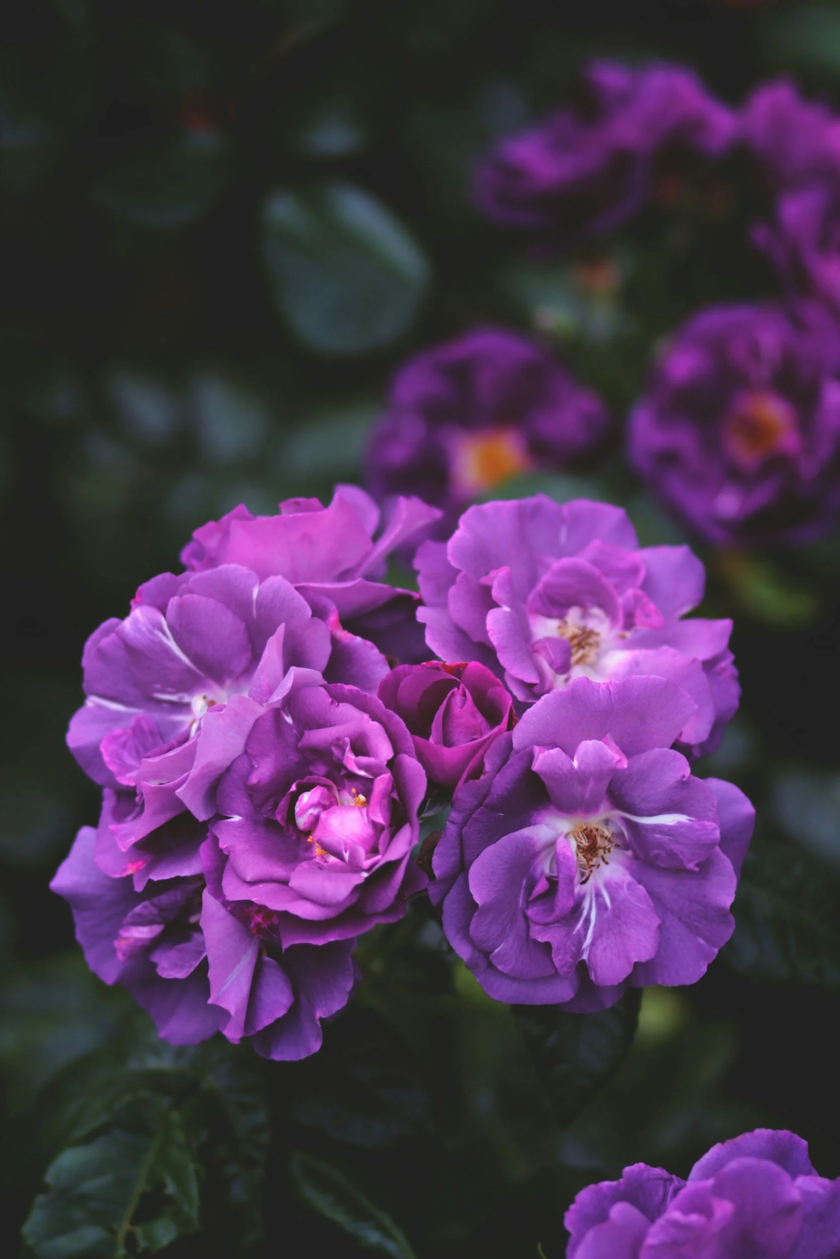 Close-up of vibrant purple and pink flowers with dark green leaves in the background