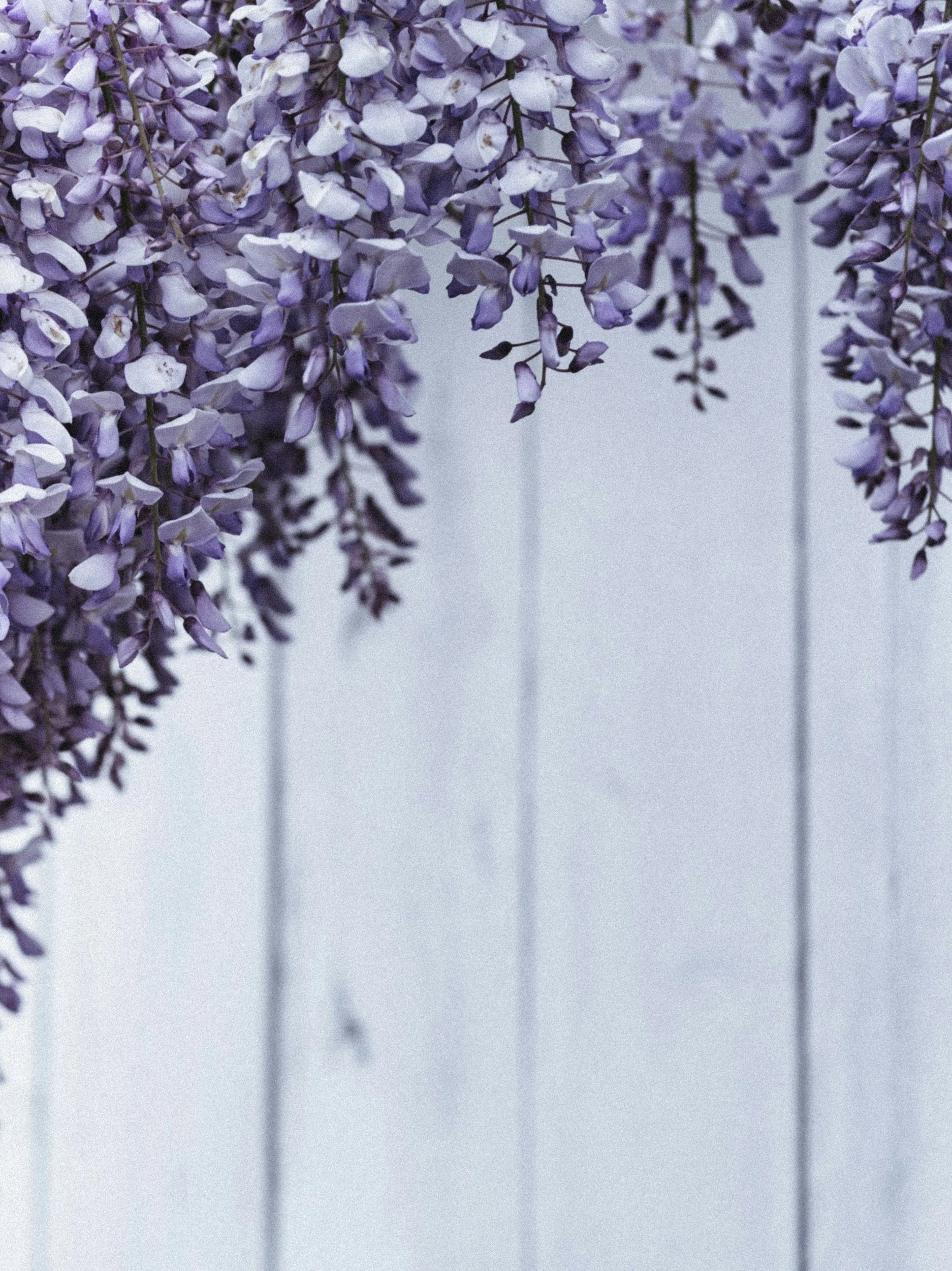 Close-up of purple wisteria flowers hanging against a light grey wall.