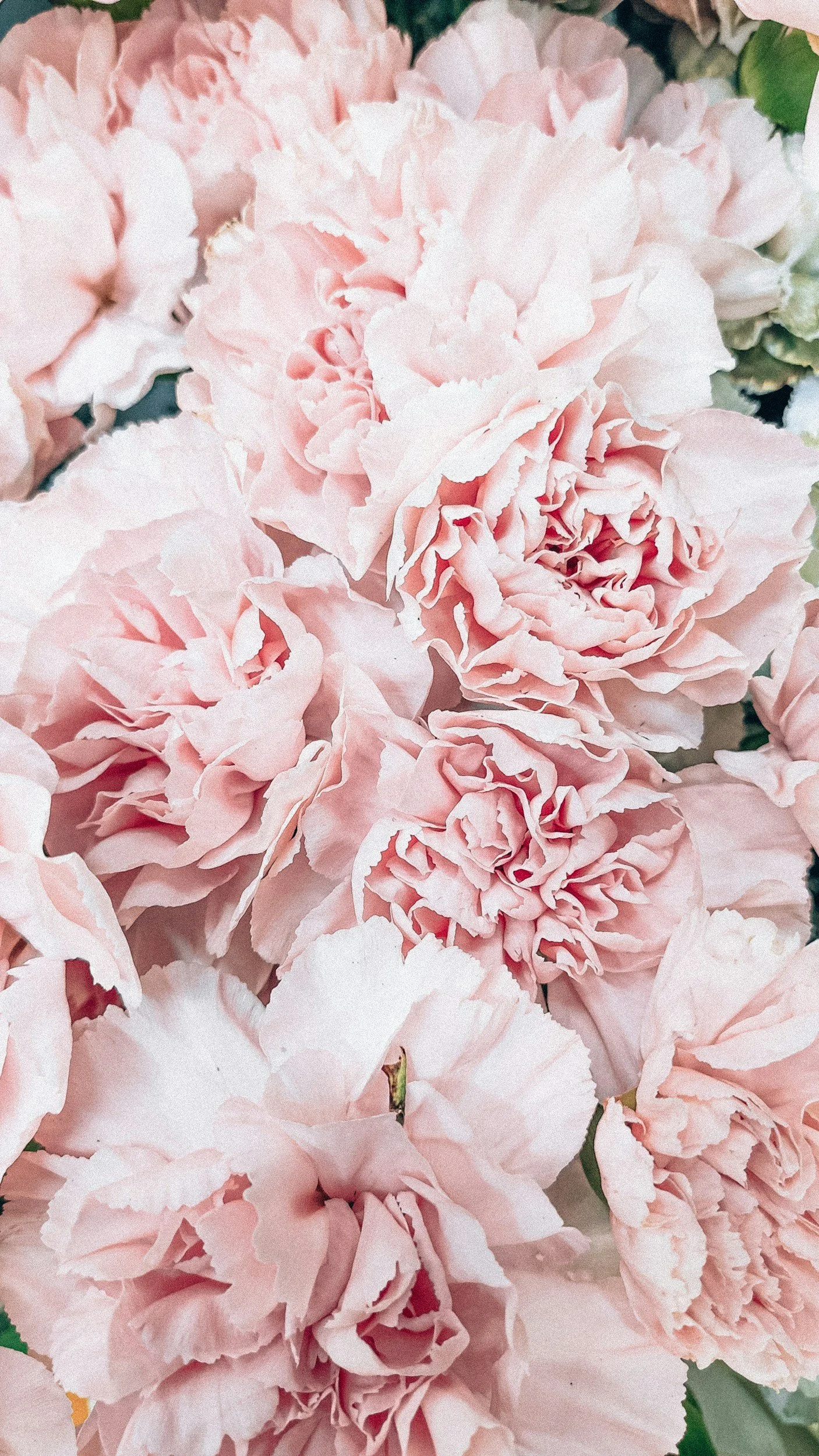 Close-up of light pink carnations with ruffled petals.