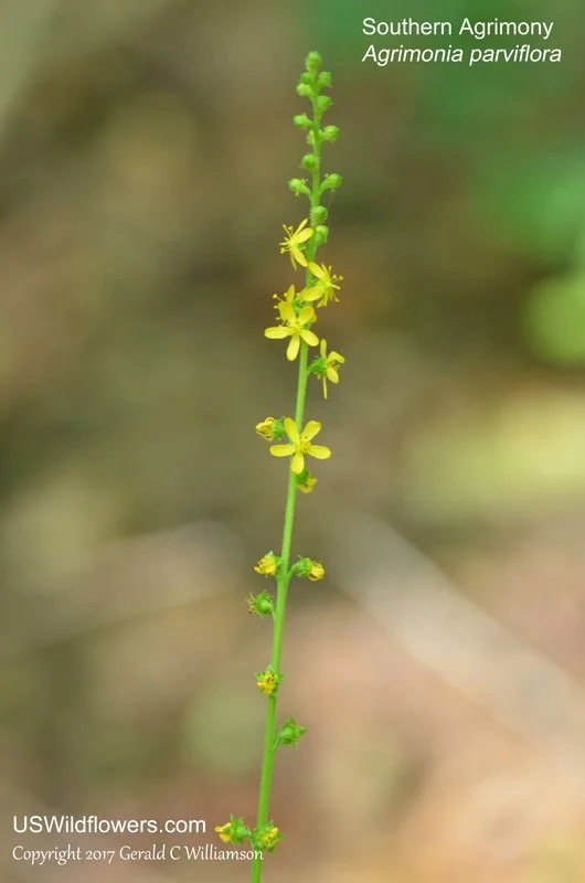 Agrimony