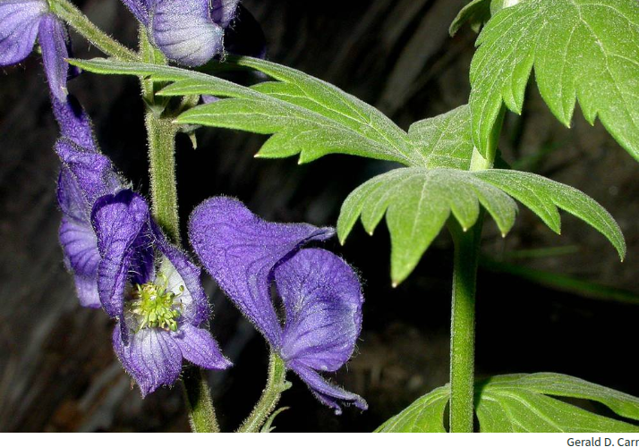Aconite