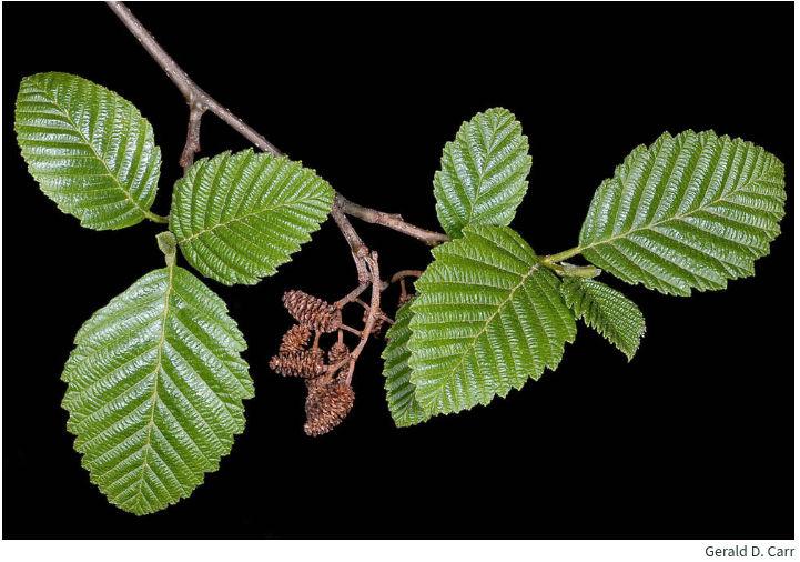 Alder