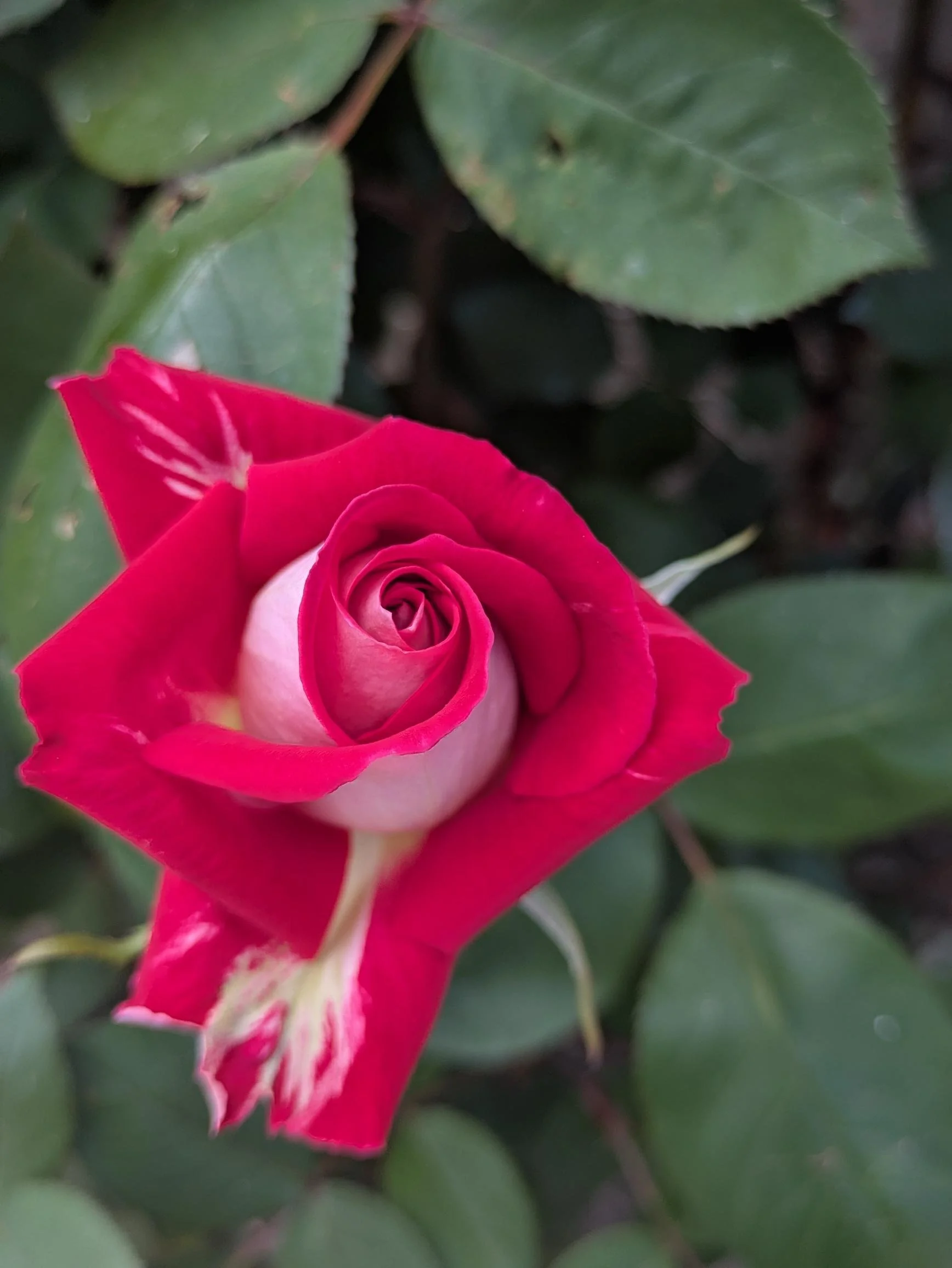 Close-up of a pink and white rose bud surrounded by green leaves