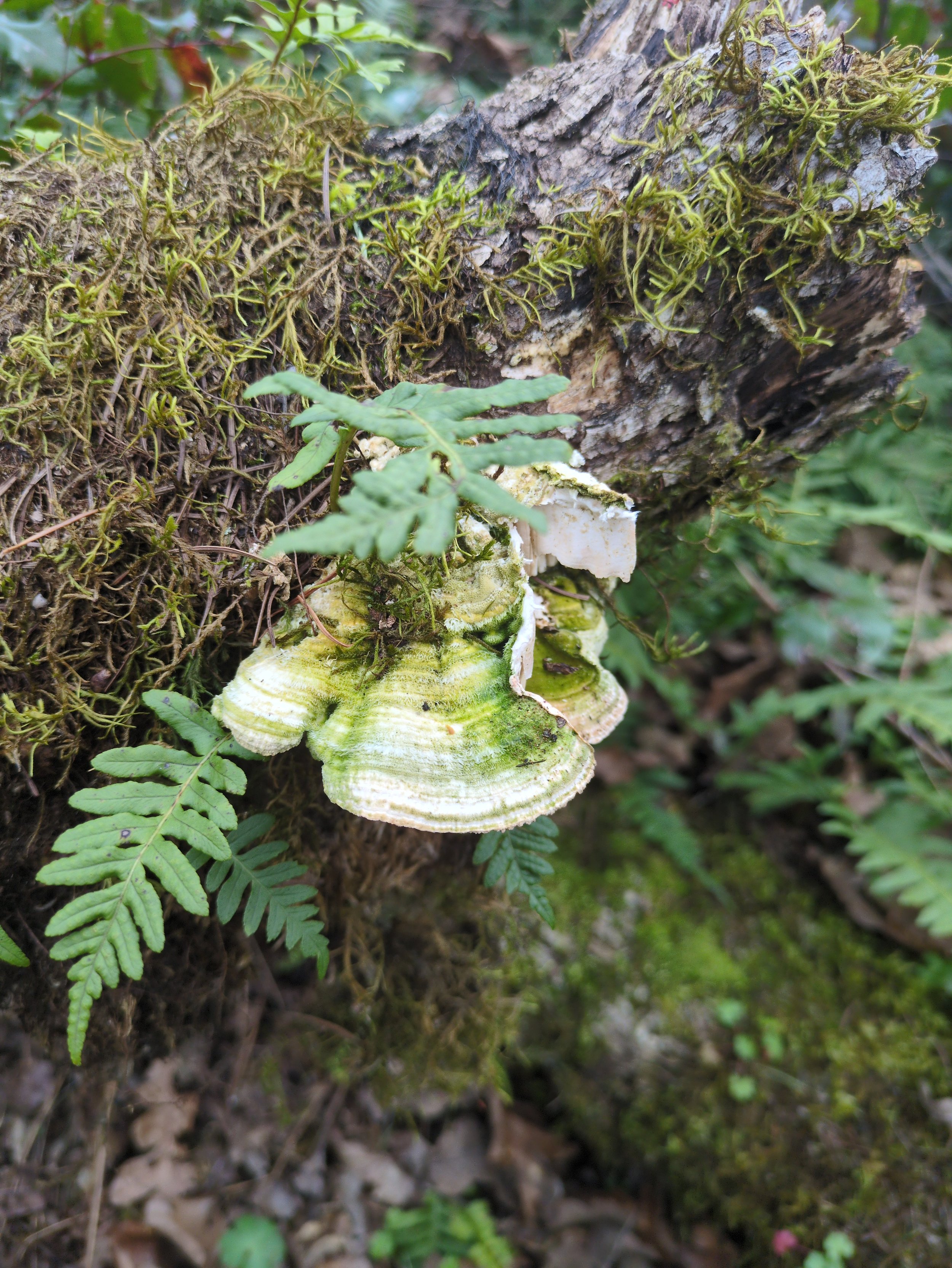 A decaying tree trunk with moss, fungi, and ferns growing on and around it in a forest setting.