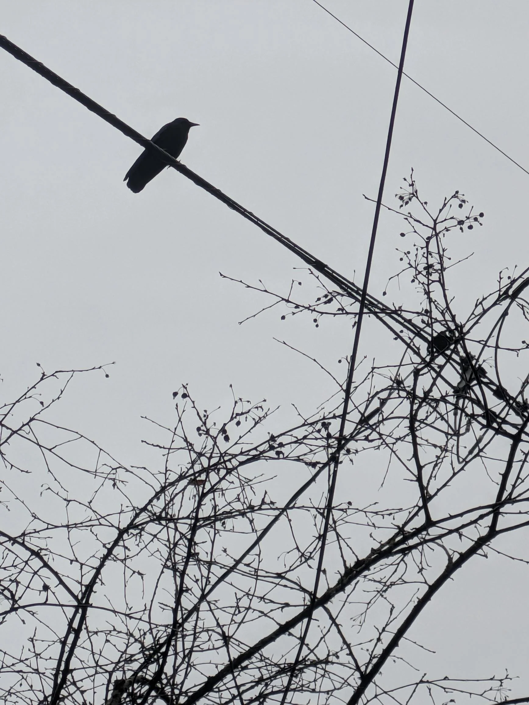 Crow Print Matte Frame 8x10
