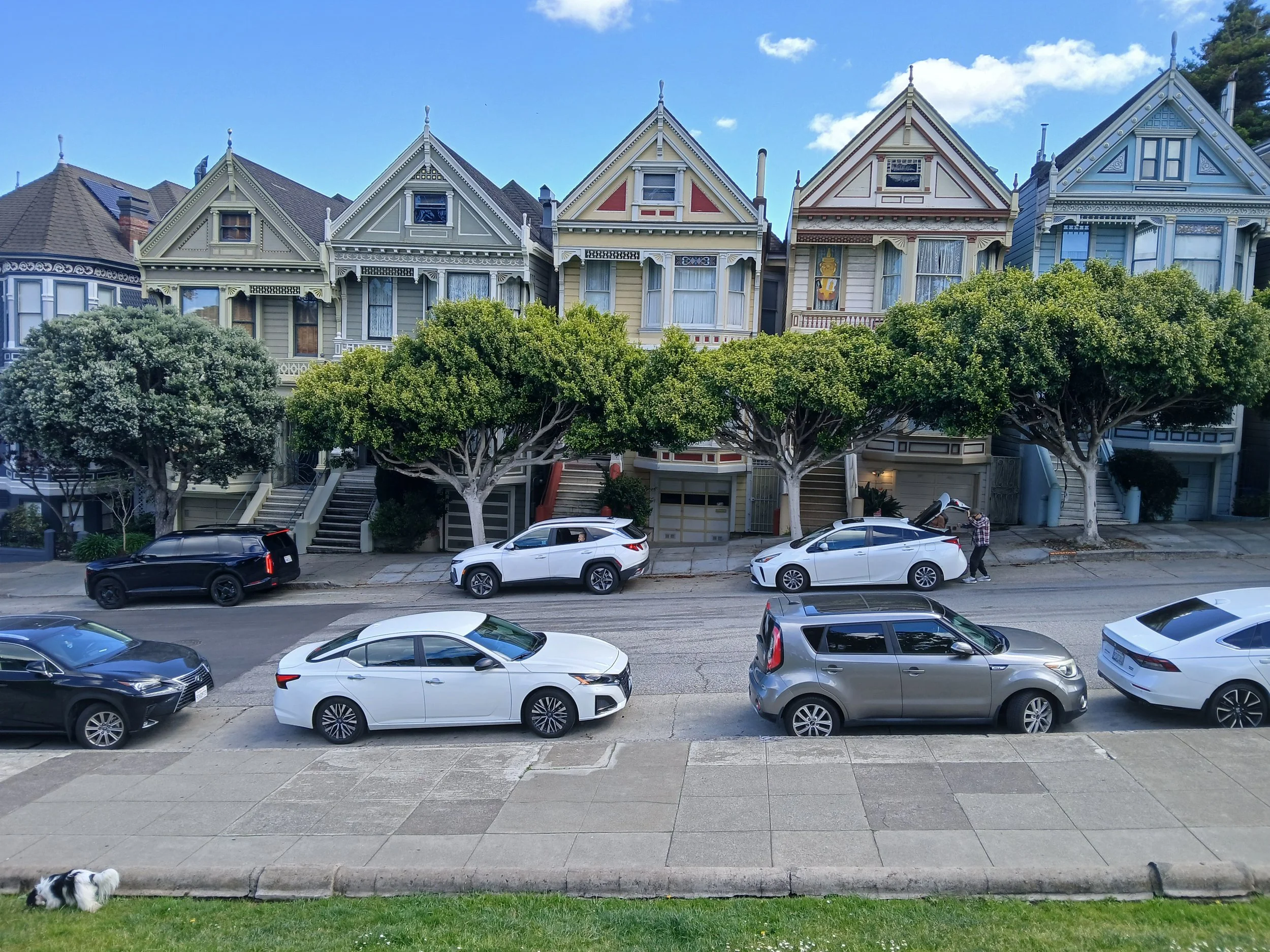 Street view with cars parked along the curb, a row of Victorian style houses with elaborate woodwork, trees lining the sidewalk, and a dog on the grassy area in the foreground.