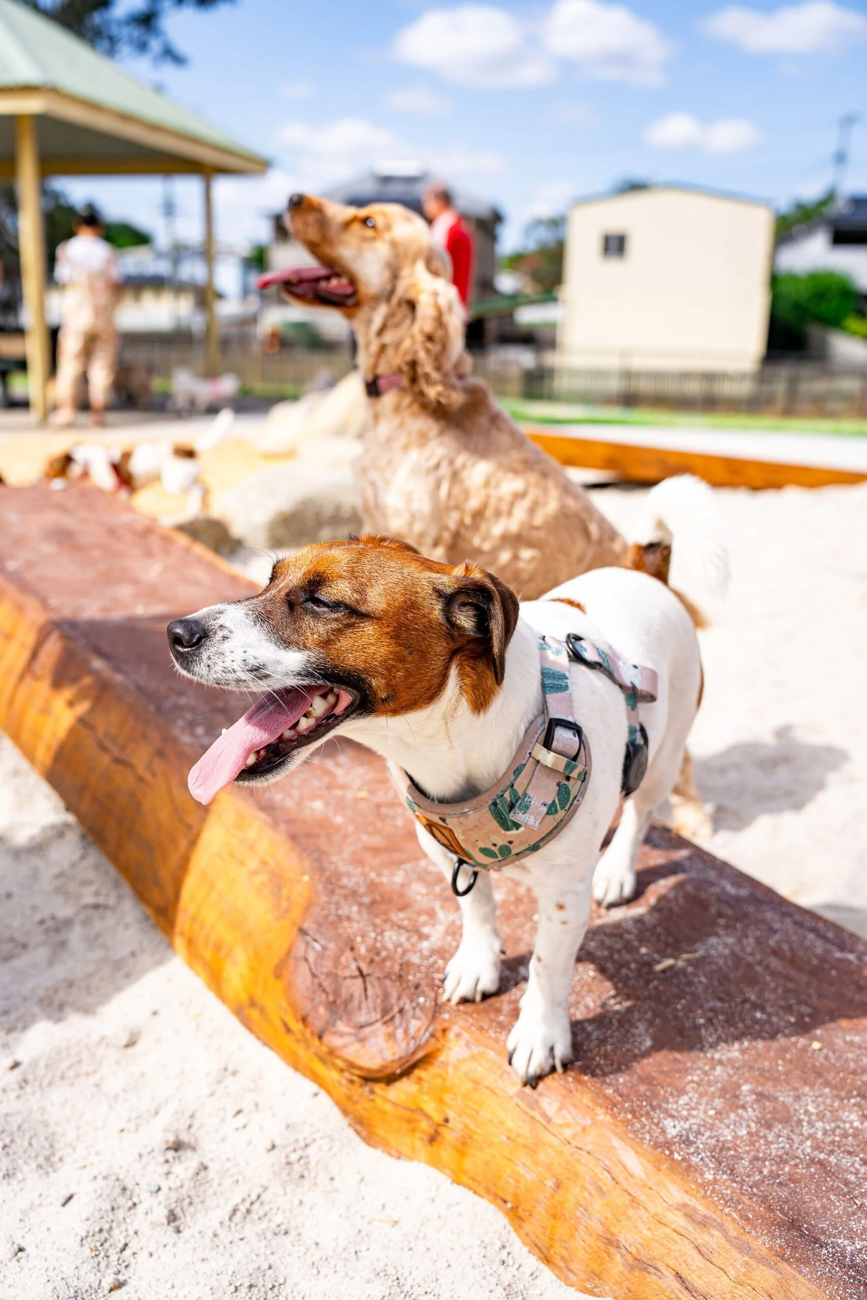 Englefield Road Dog Park Grand Opening - Cr Sarah Hutton1.jpg