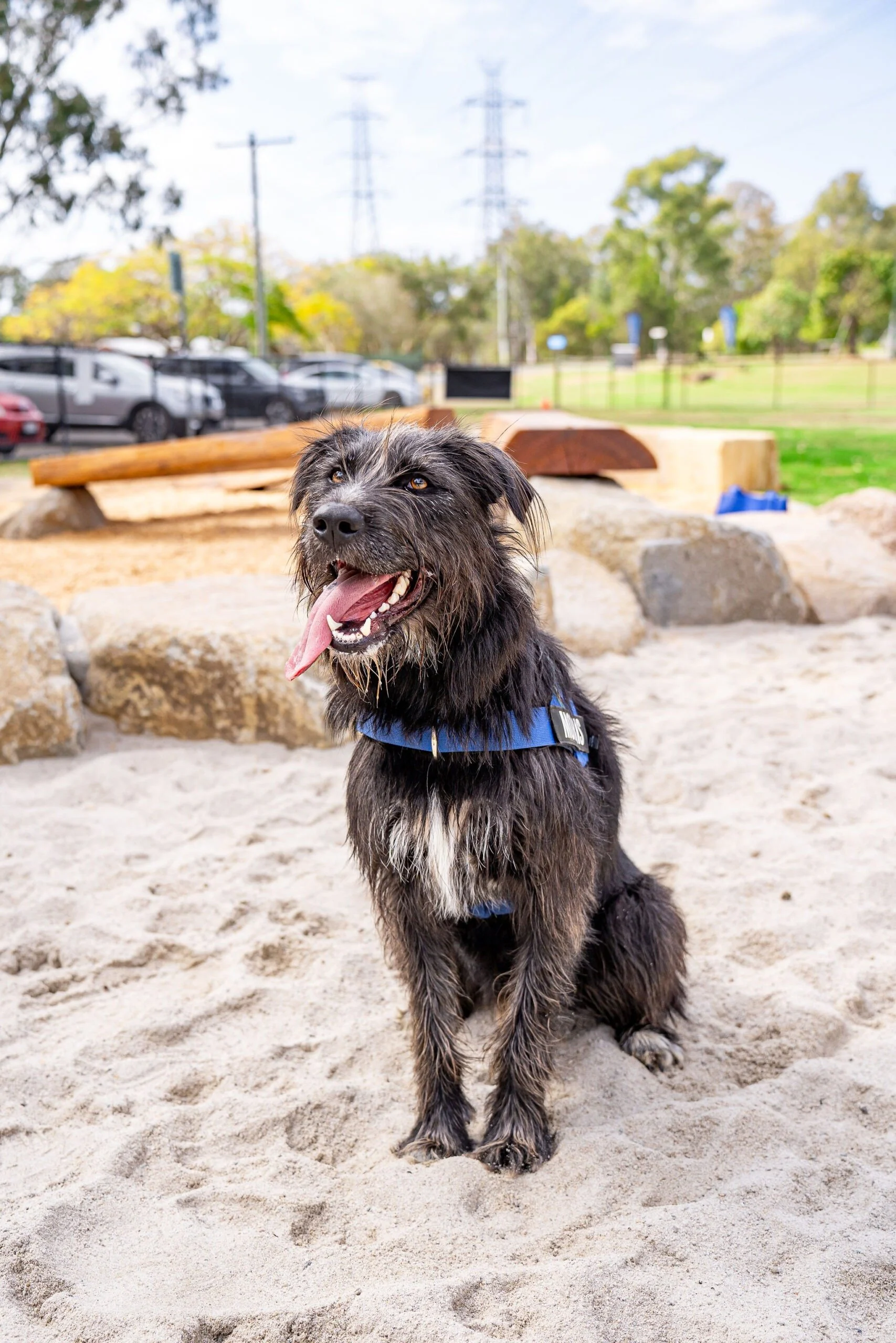 Englefield Road Dog Park Grand Opening - Cr Sarah Hutton3.jpg
