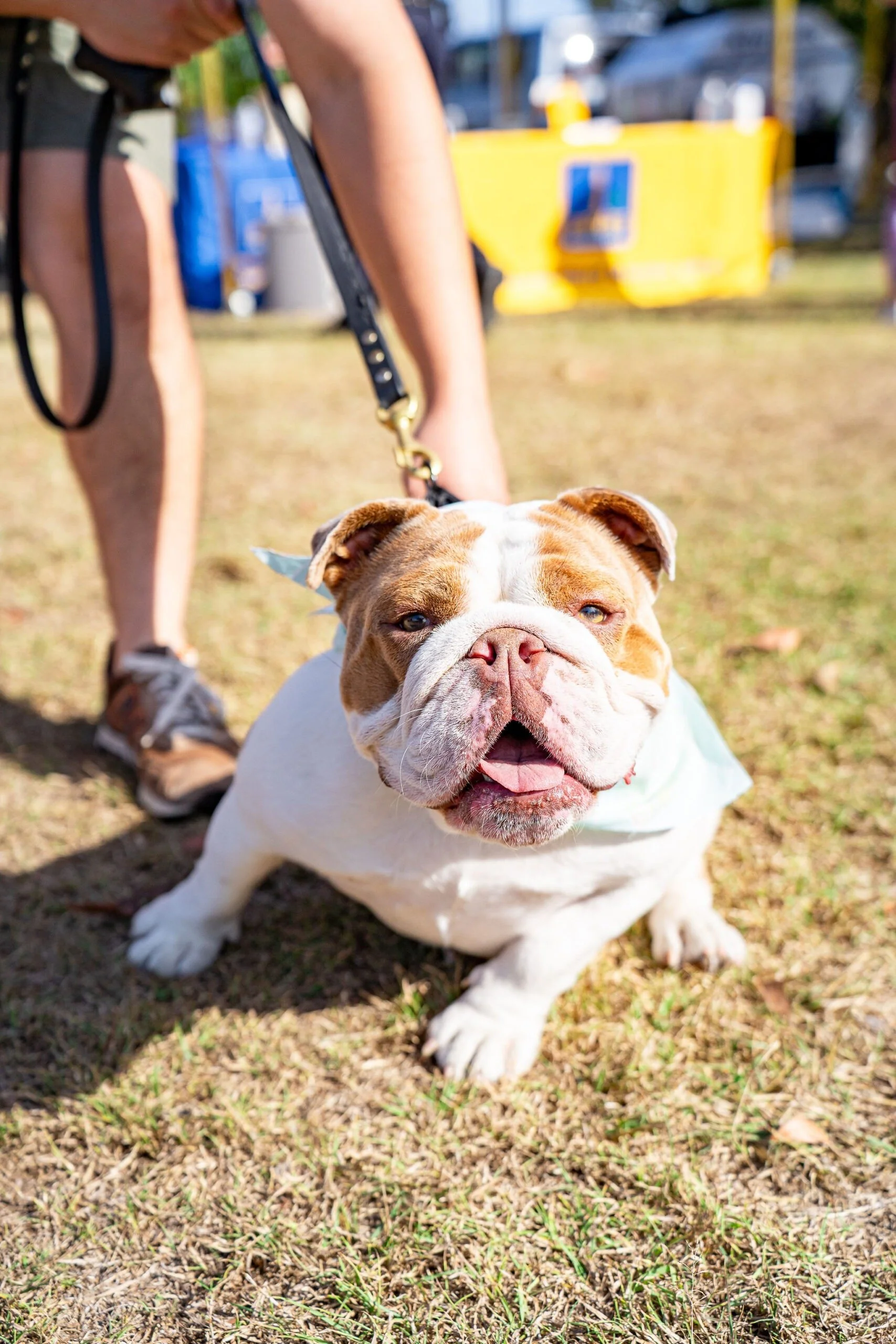 Englefield Road Dog Park Grand Opening - Cr Sarah Hutton5.jpg