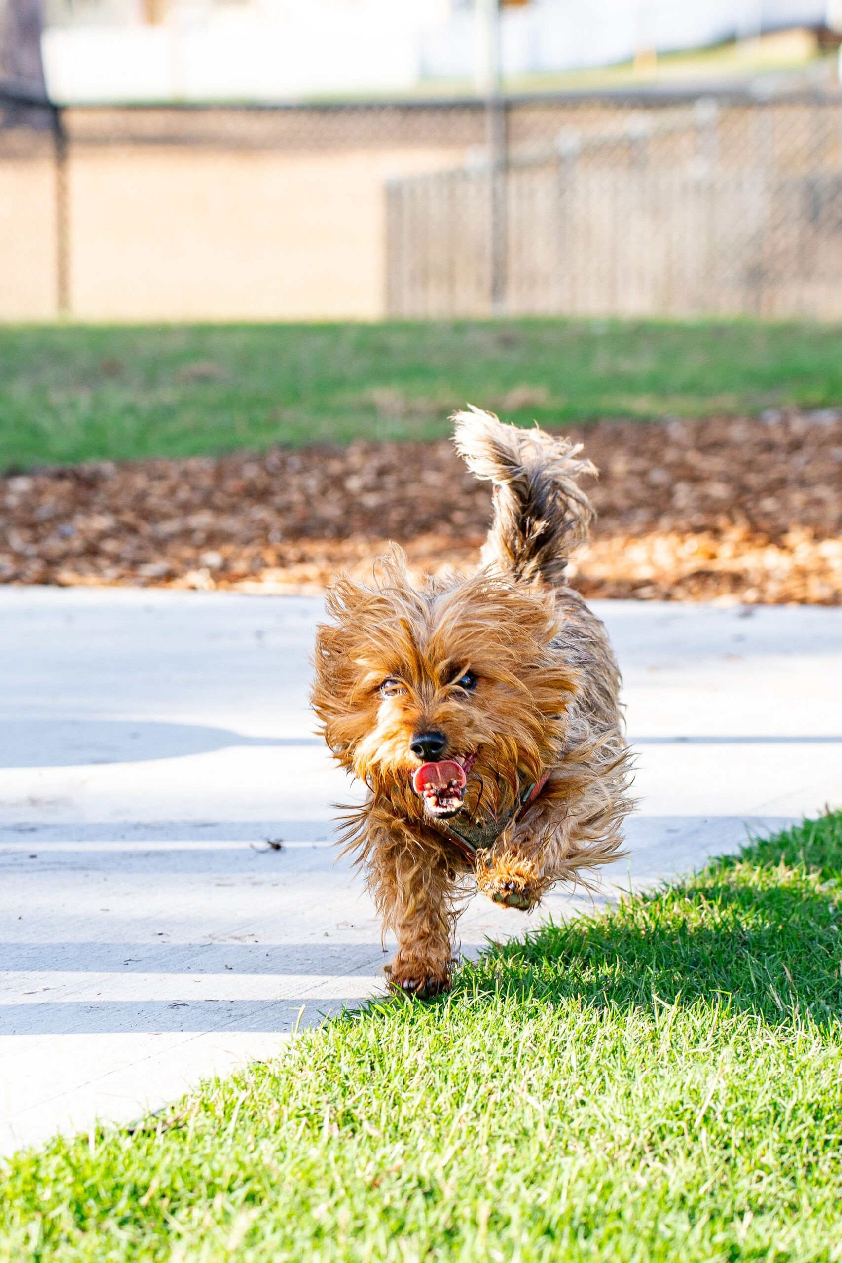 Englefield Road Dog Park Grand Opening - Cr Sarah Hutton7.jpg