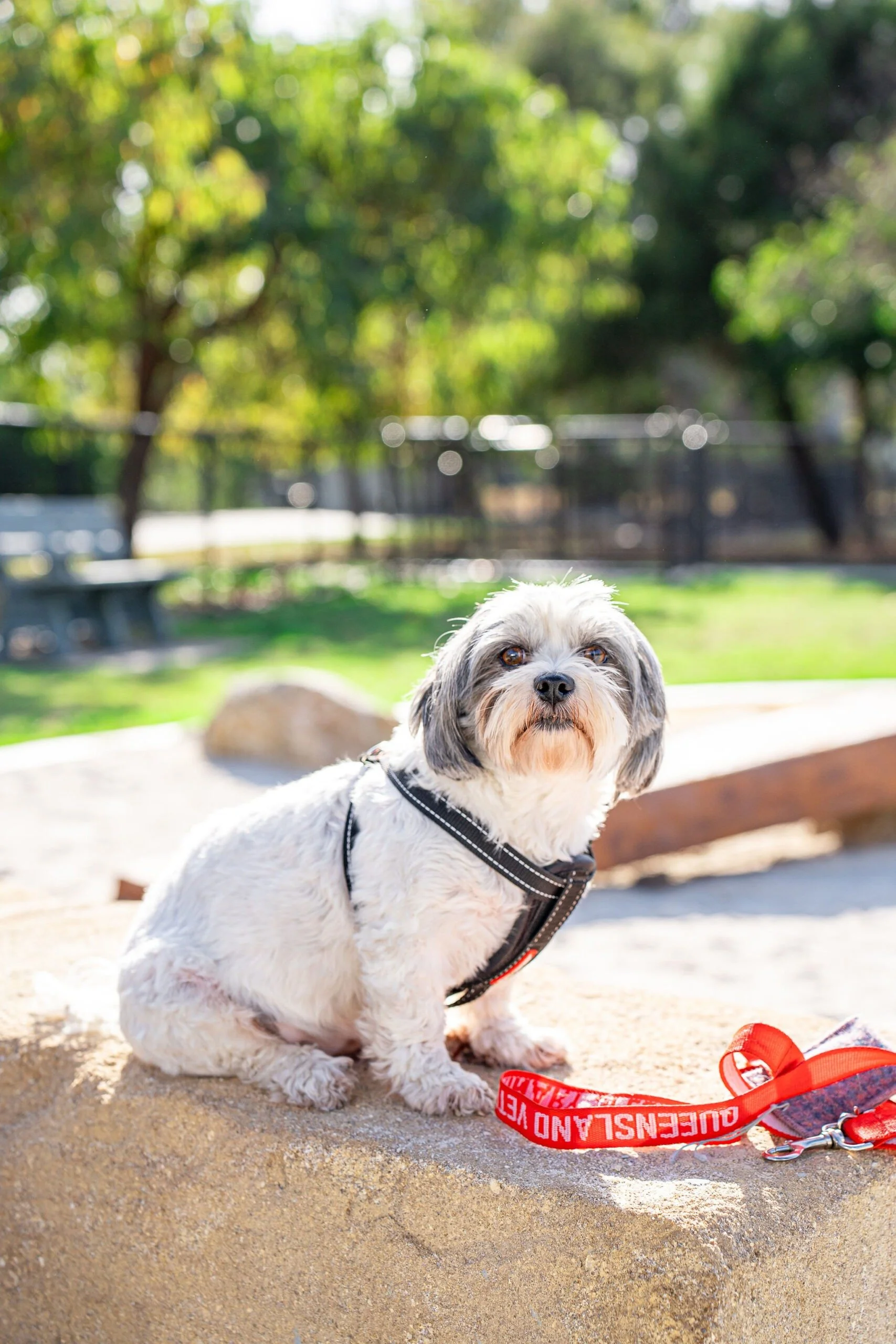Englefield Road Dog Park Grand Opening - Cr Sarah Hutton13.jpg