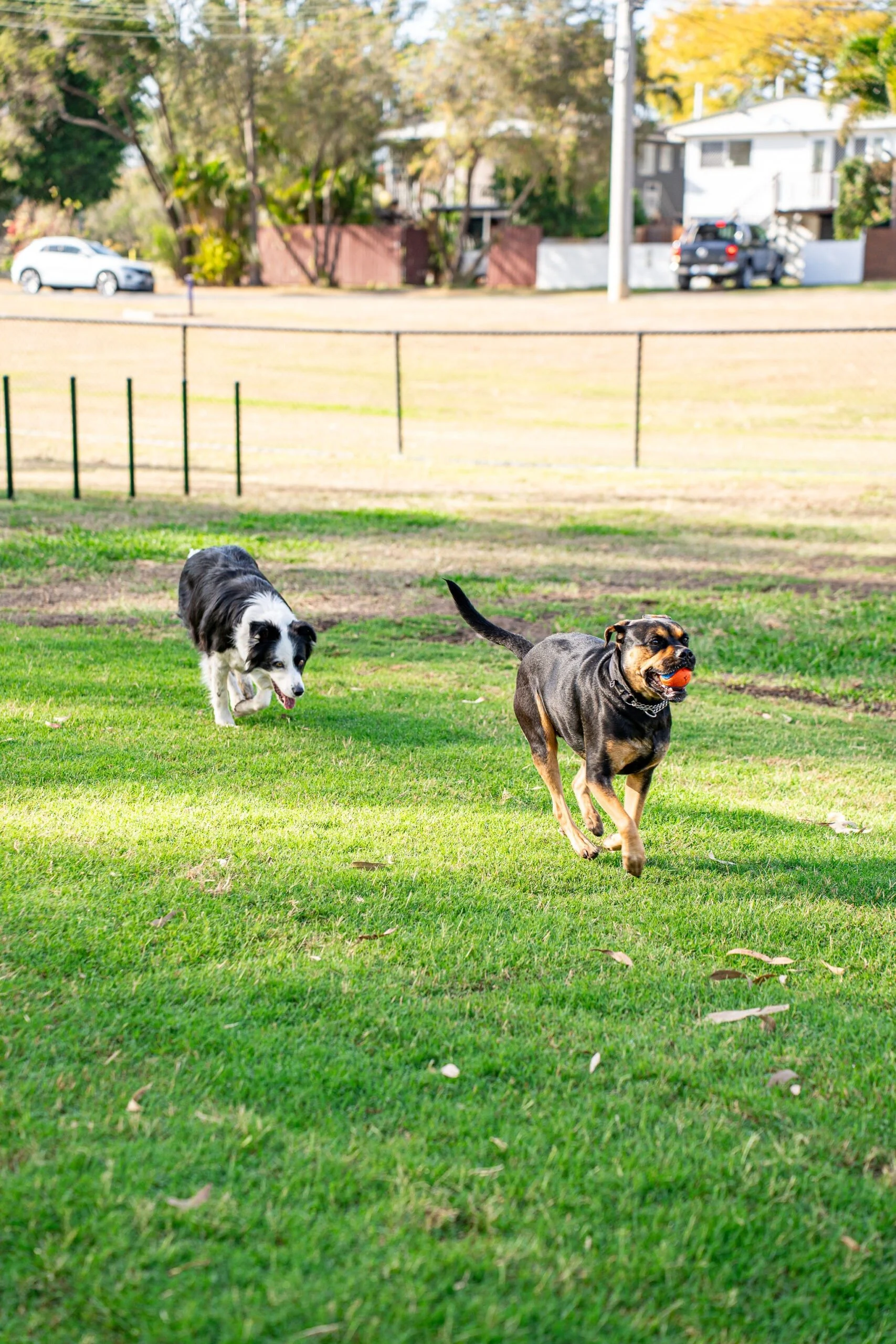 Englefield Road Dog Park Grand Opening - Cr Sarah Hutton17.jpg