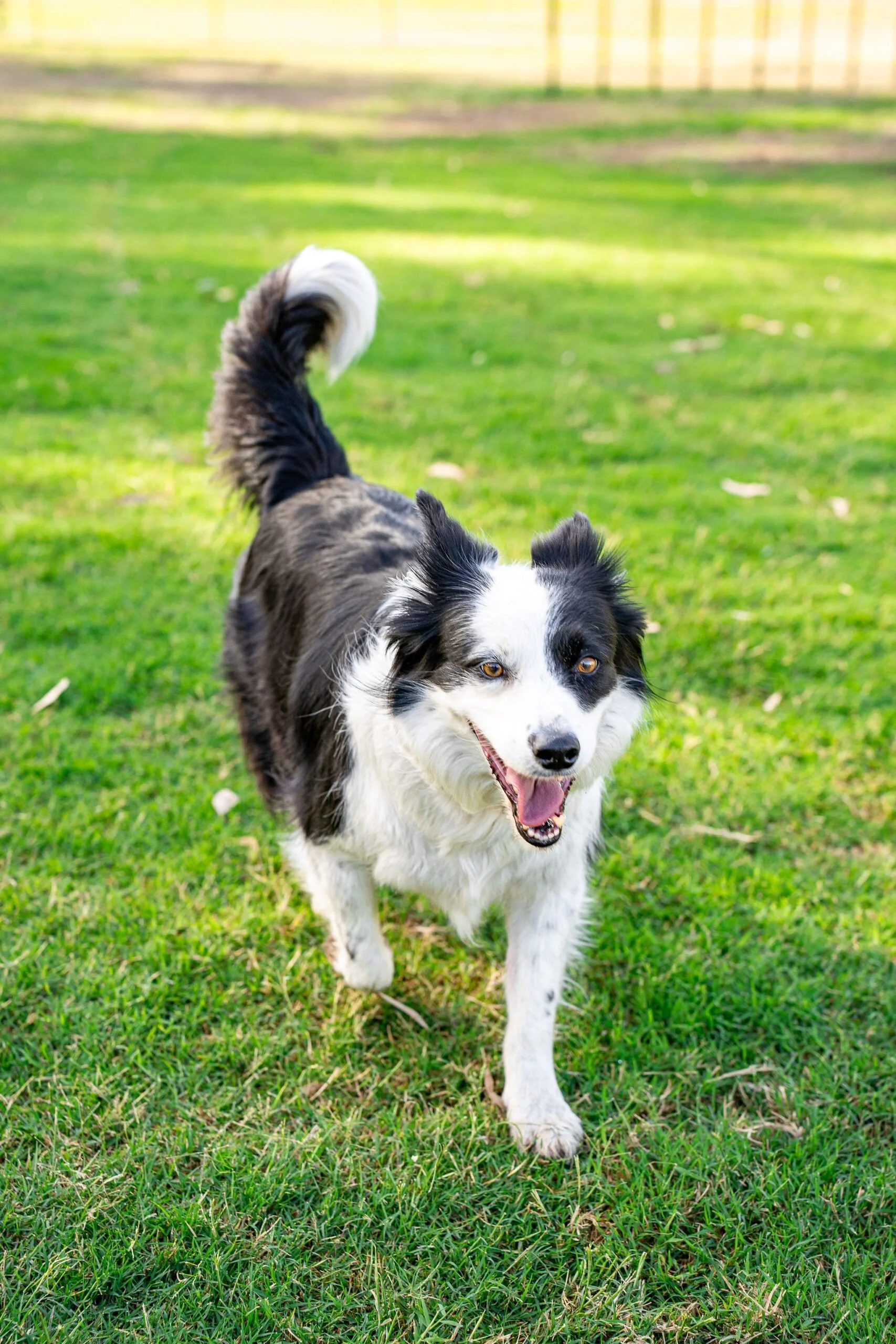 Englefield Road Dog Park Grand Opening - Cr Sarah Hutton18.jpg