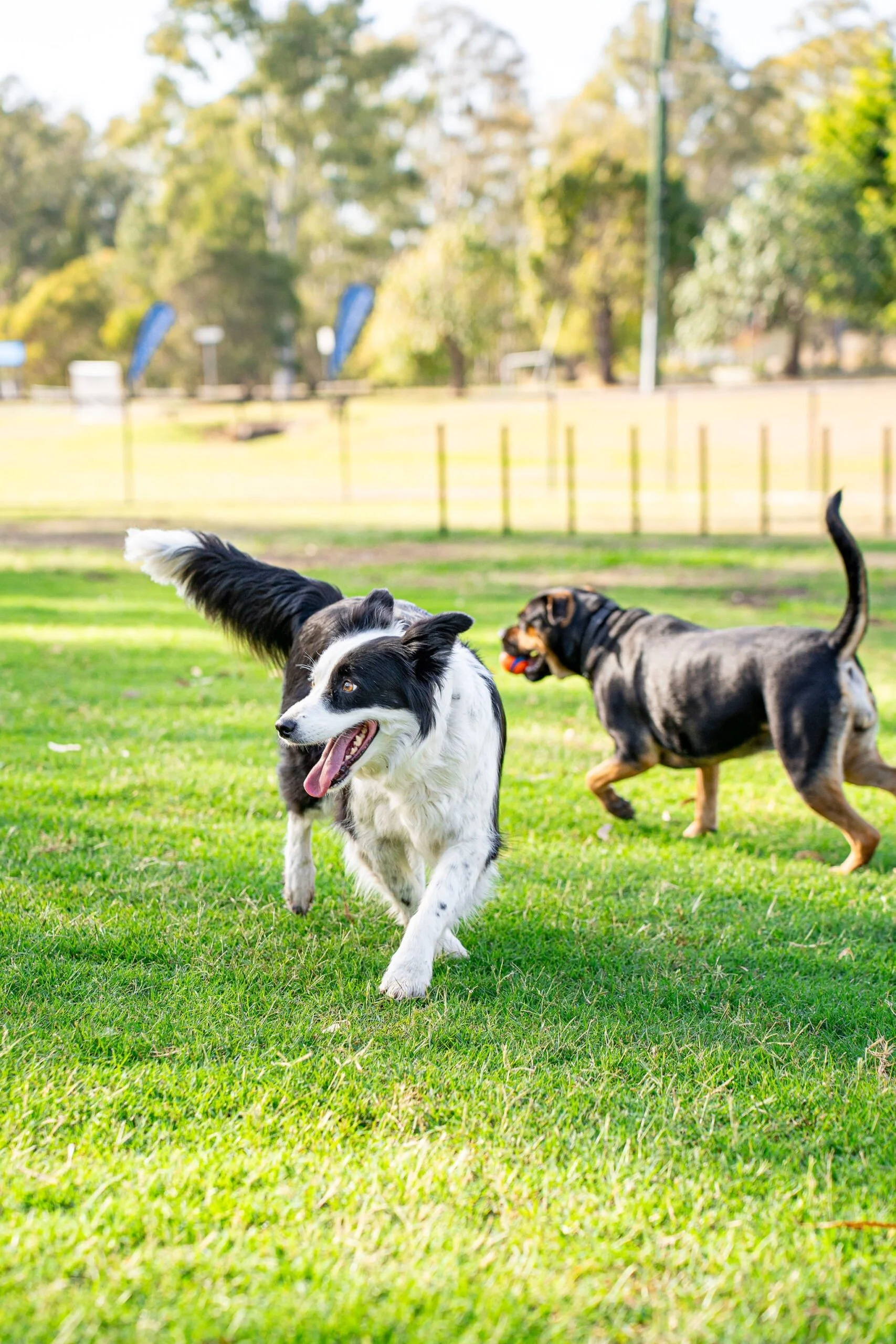 Englefield Road Dog Park Grand Opening - Cr Sarah Hutton19.jpg