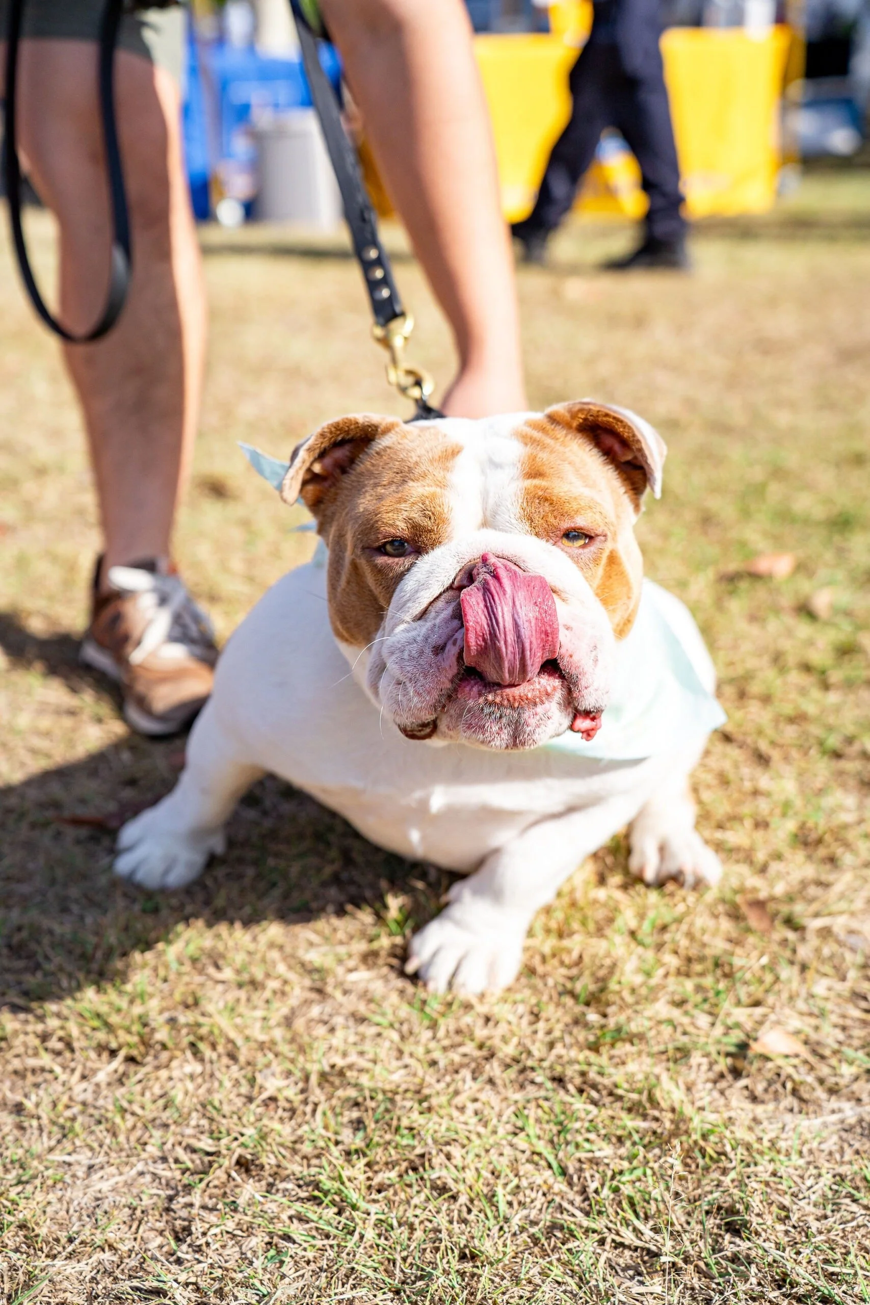 Englefield Road Dog Park Grand Opening!