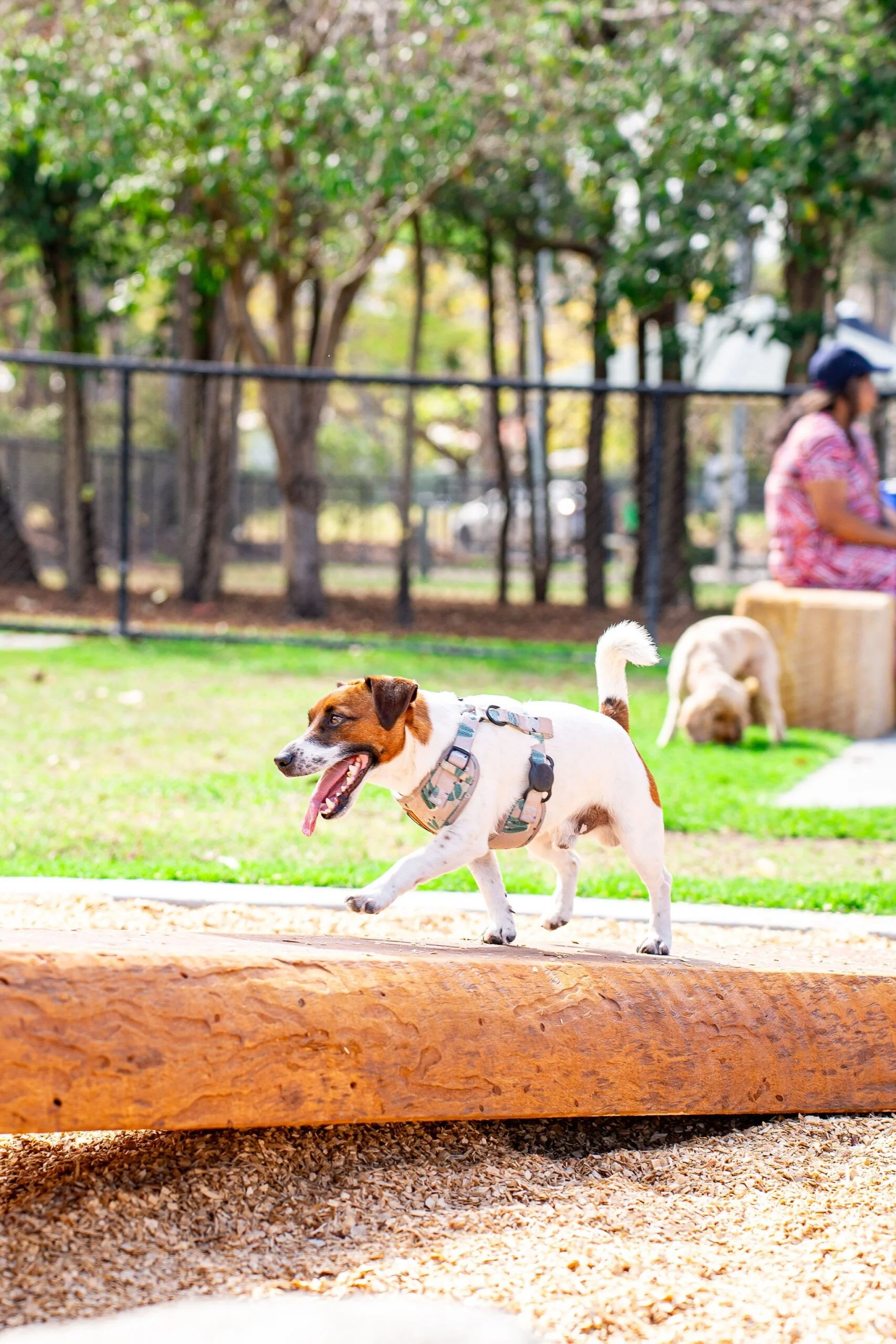 Englefield Road Dog Park Grand Opening - Cr Sarah Hutton27.jpg