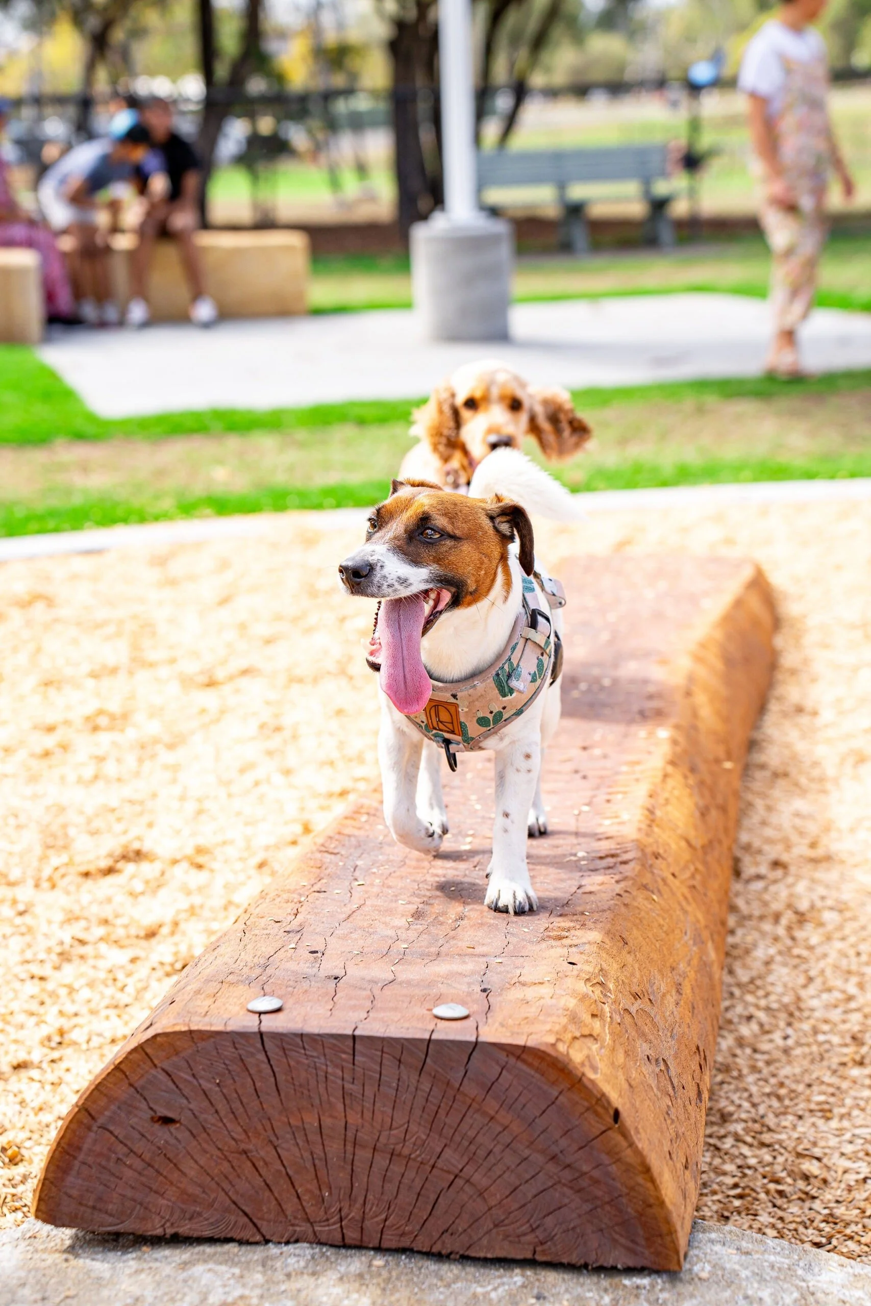Englefield Road Dog Park Grand Opening - Cr Sarah Hutton30.jpg