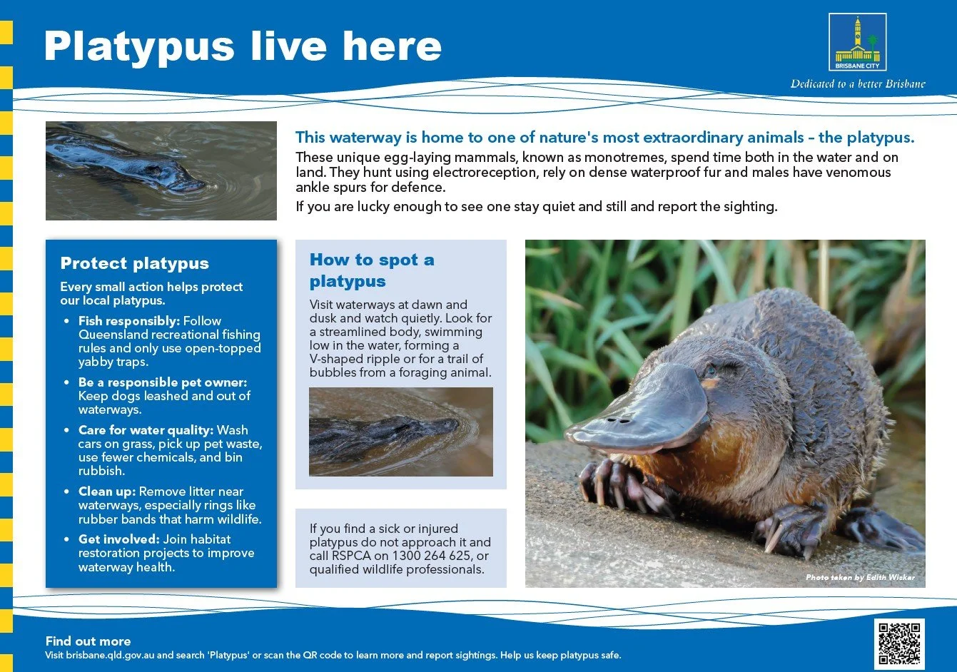 Platypus Signage Along Bullockhead Creek