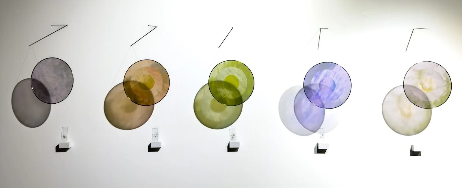 Architecture of the Ordinary (Samples 1-5), 2026 
Transparency, glass sample slide, microscopic images, steel rod, macrame ring, wood
H23”xW8”xD10” (each)
