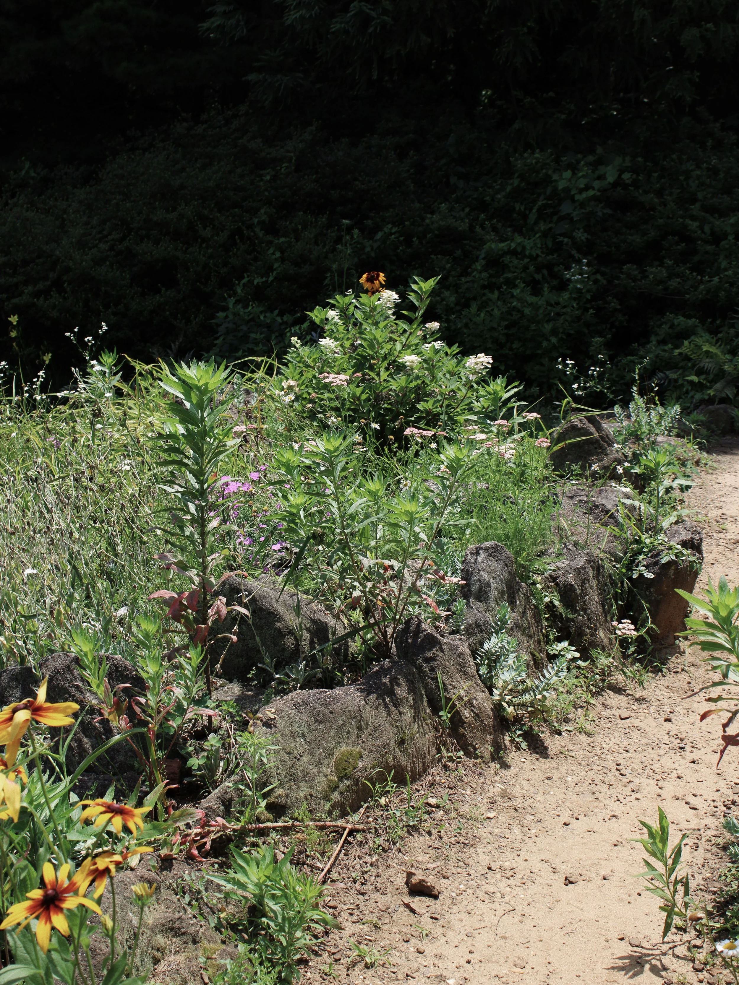 A flower bed with rocks and various plants along a dirt path, with a dense, dark green foliage background.