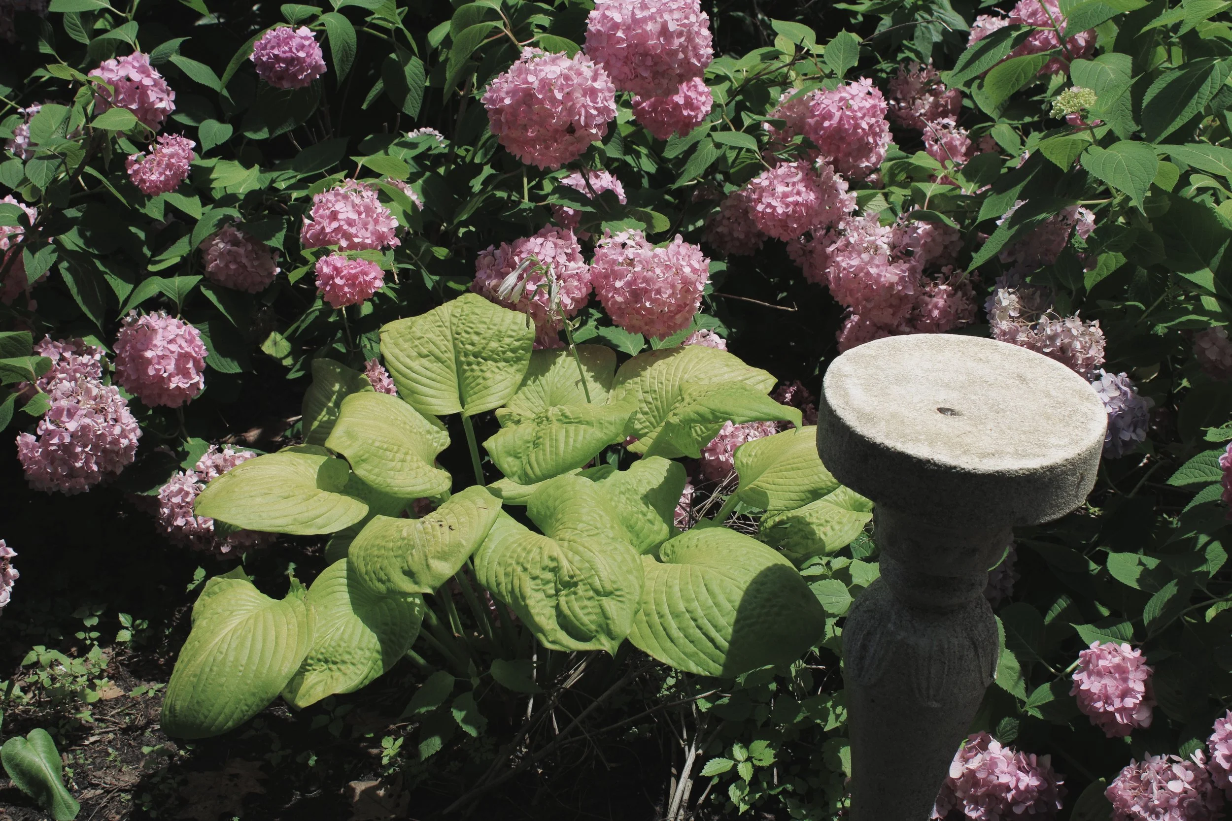 Pink hydrangea flowers and green foliage surrounding a concrete birdbath in a garden.