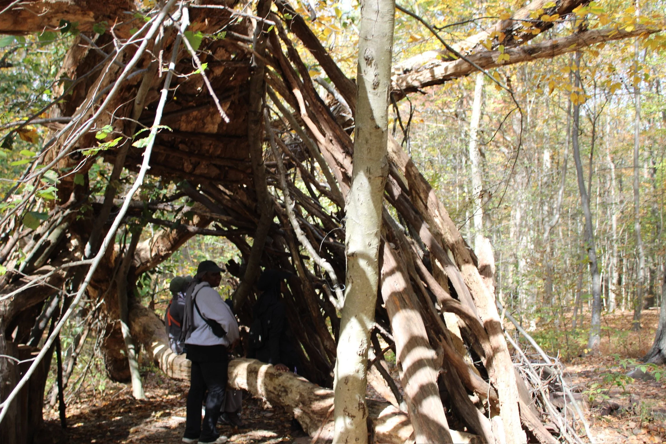 People hike through a forest and observe a large structure built from fallen branches and logs, resembling a natural shelter or teepee.