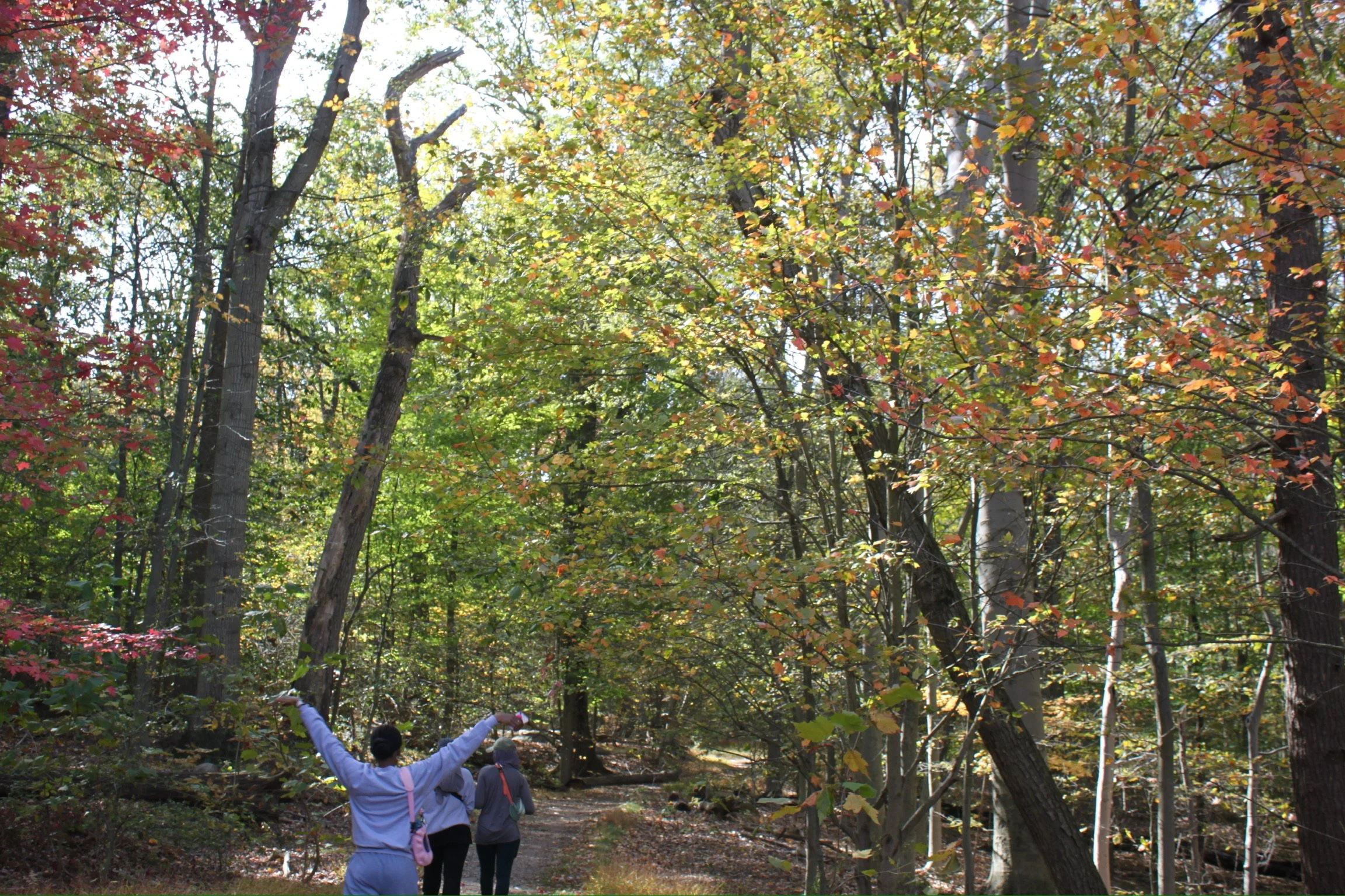 Three people hiking on a trail in a forest with trees displaying fall foliage.