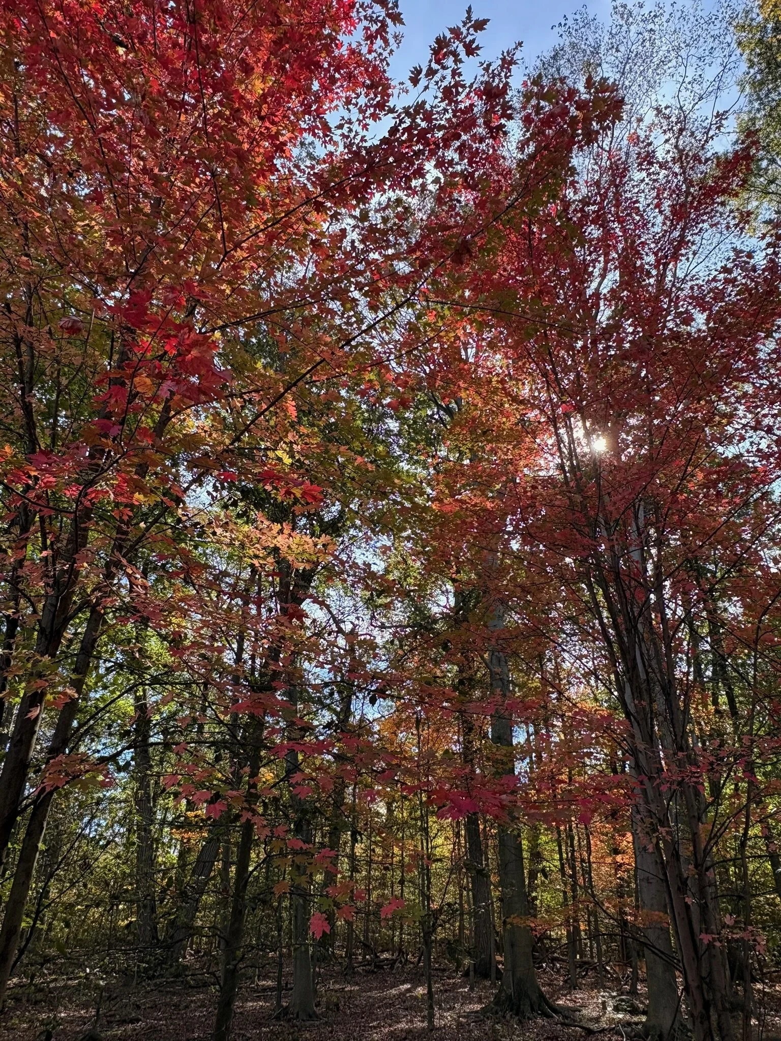 Autumn scene of trees with red and green leaves, sunlight filtering through, in a forest.