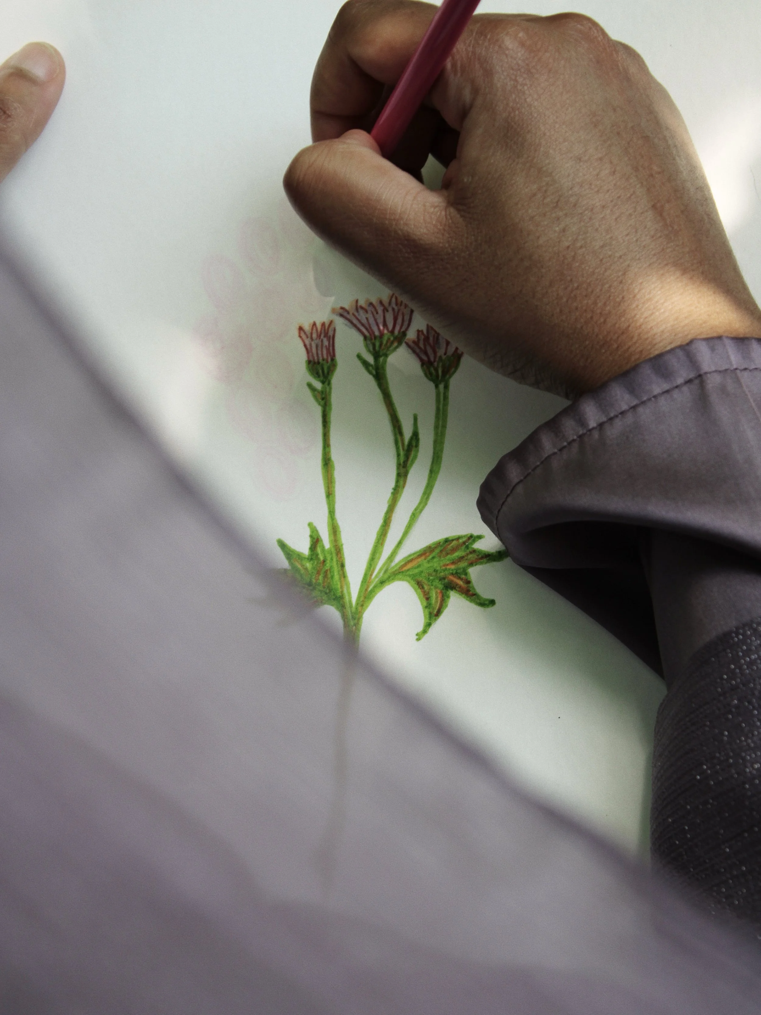A person illustrating a drawing of three pink and red flowers on a white paper, using a red colored pencil.