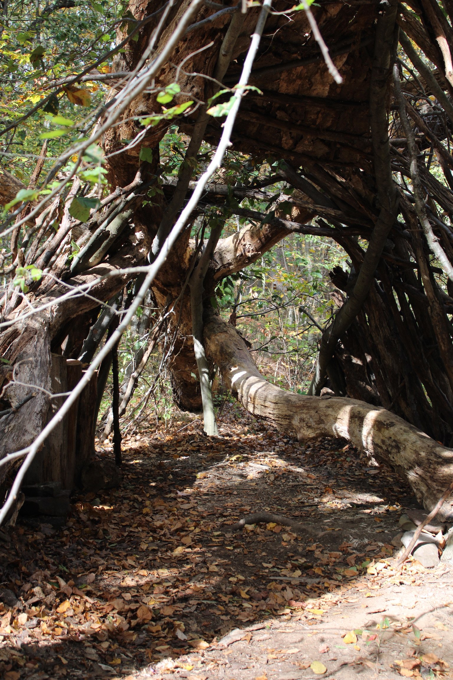 A natural woodland scene showing a small tunnel-like structure made from intertwined tree branches and logs, with sunlight filtering through the leaves and a leaf-covered dirt pathway leading through the opening.