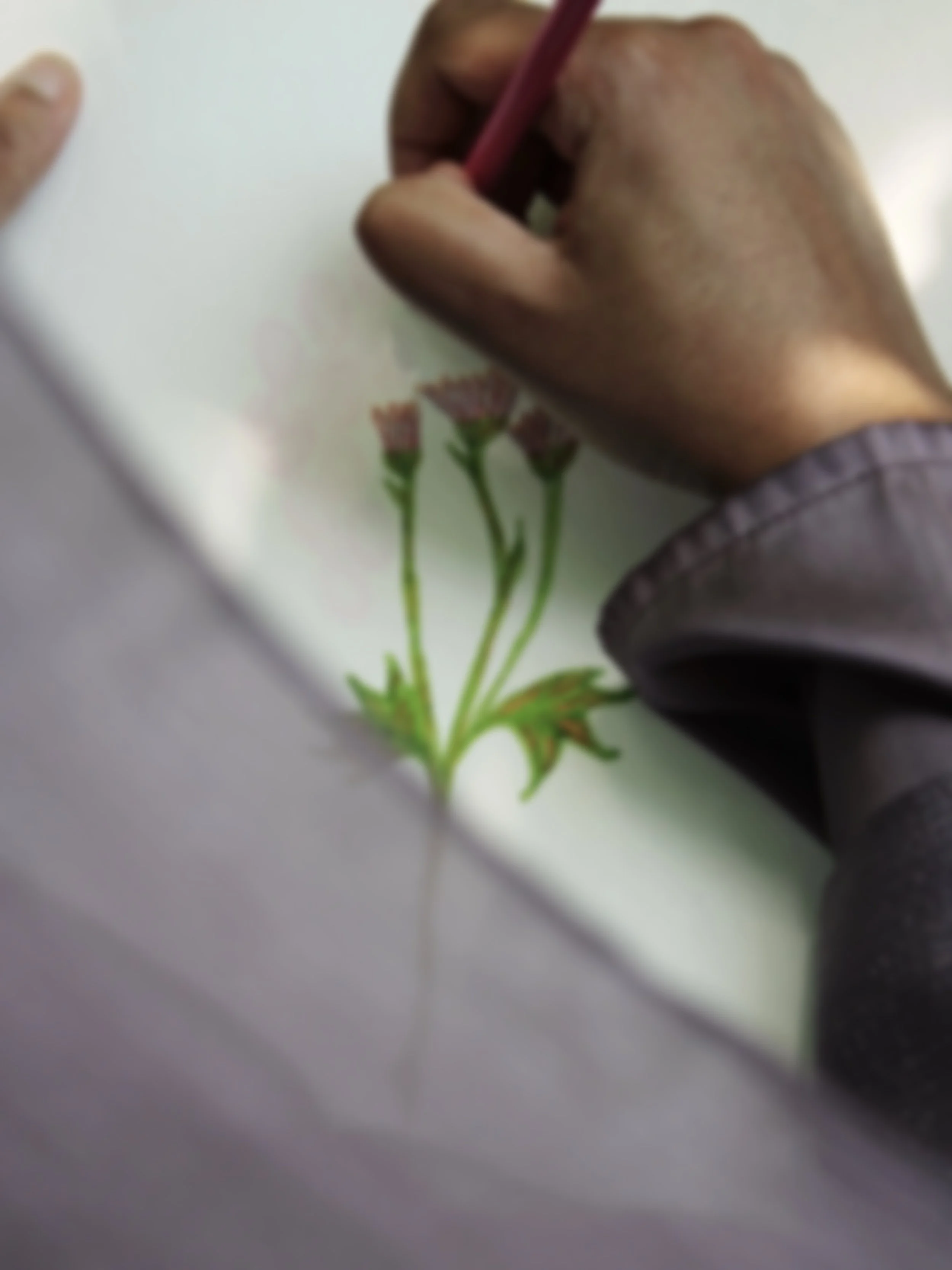 A person's hand drawing a flower on paper with colored pencils, showing pink flowers with green stems and leaves.