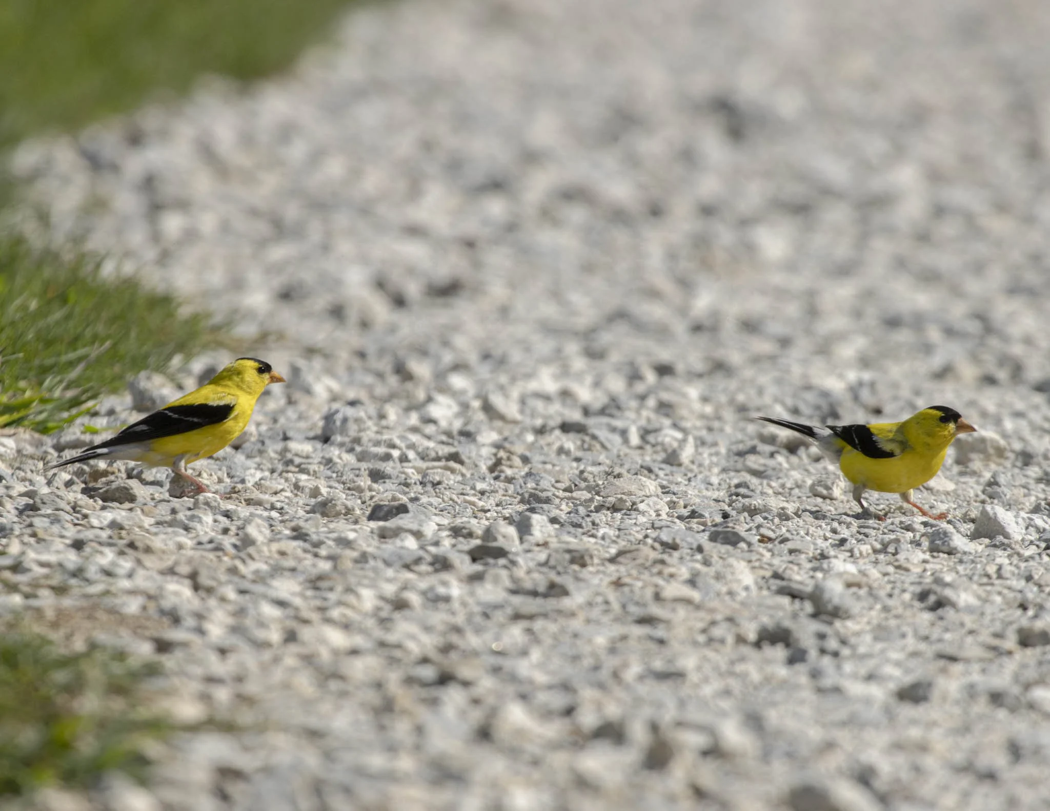 Low res animals-44.jpg