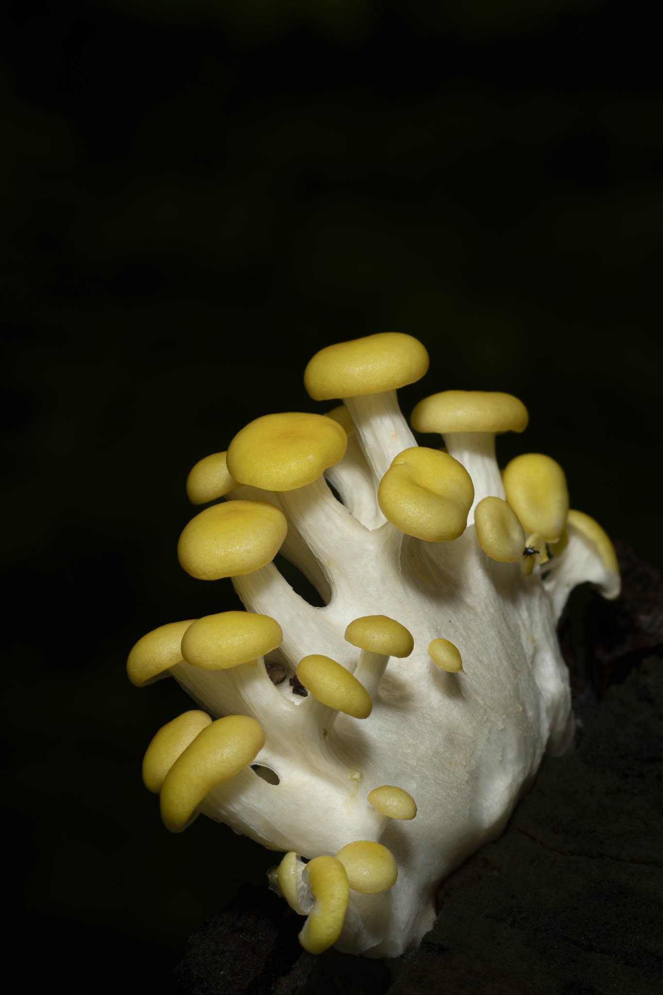 Low res animals-34.jpg