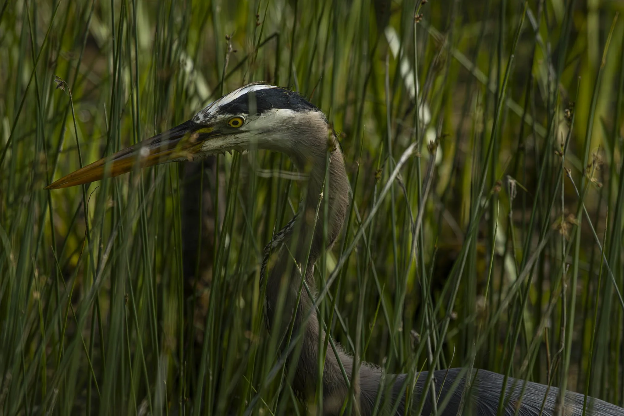 Low res animals-26.jpg