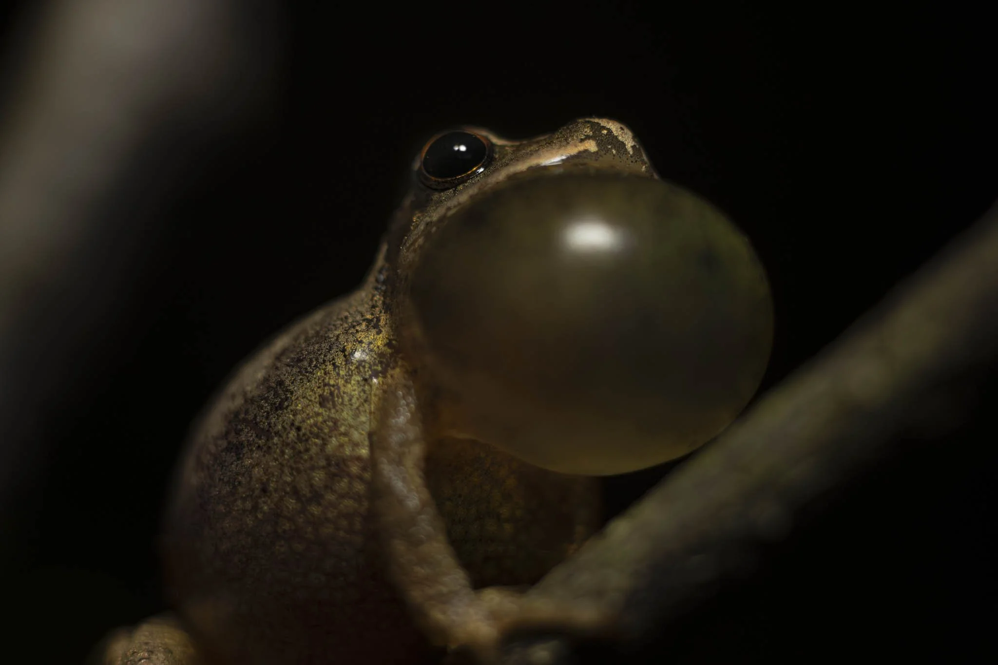 Low res animals-55.jpg