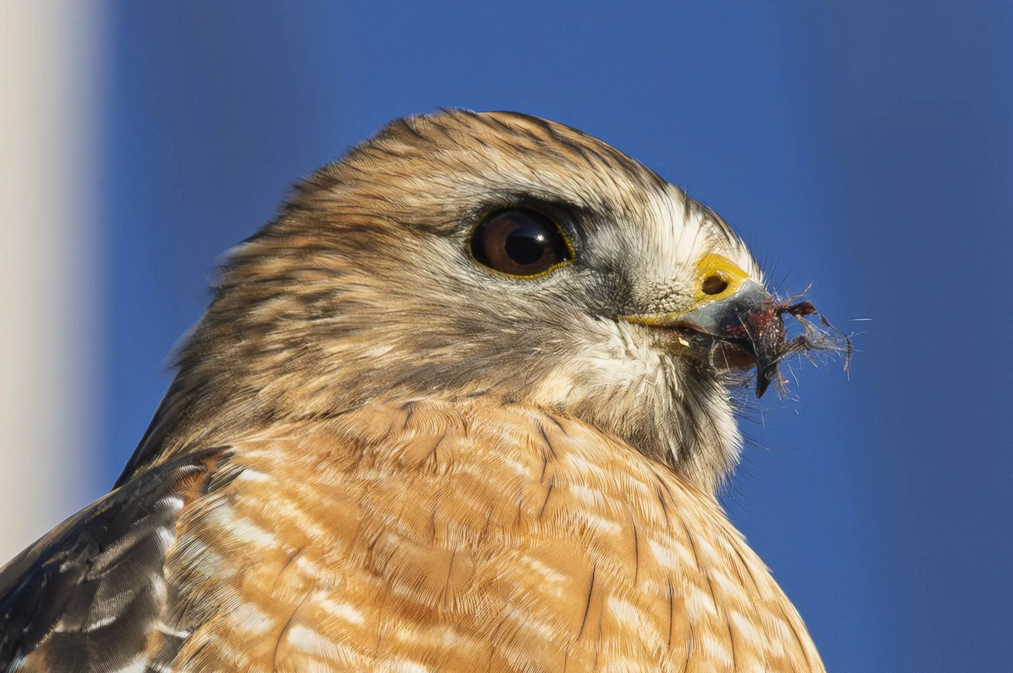 Low res animals-51.jpg