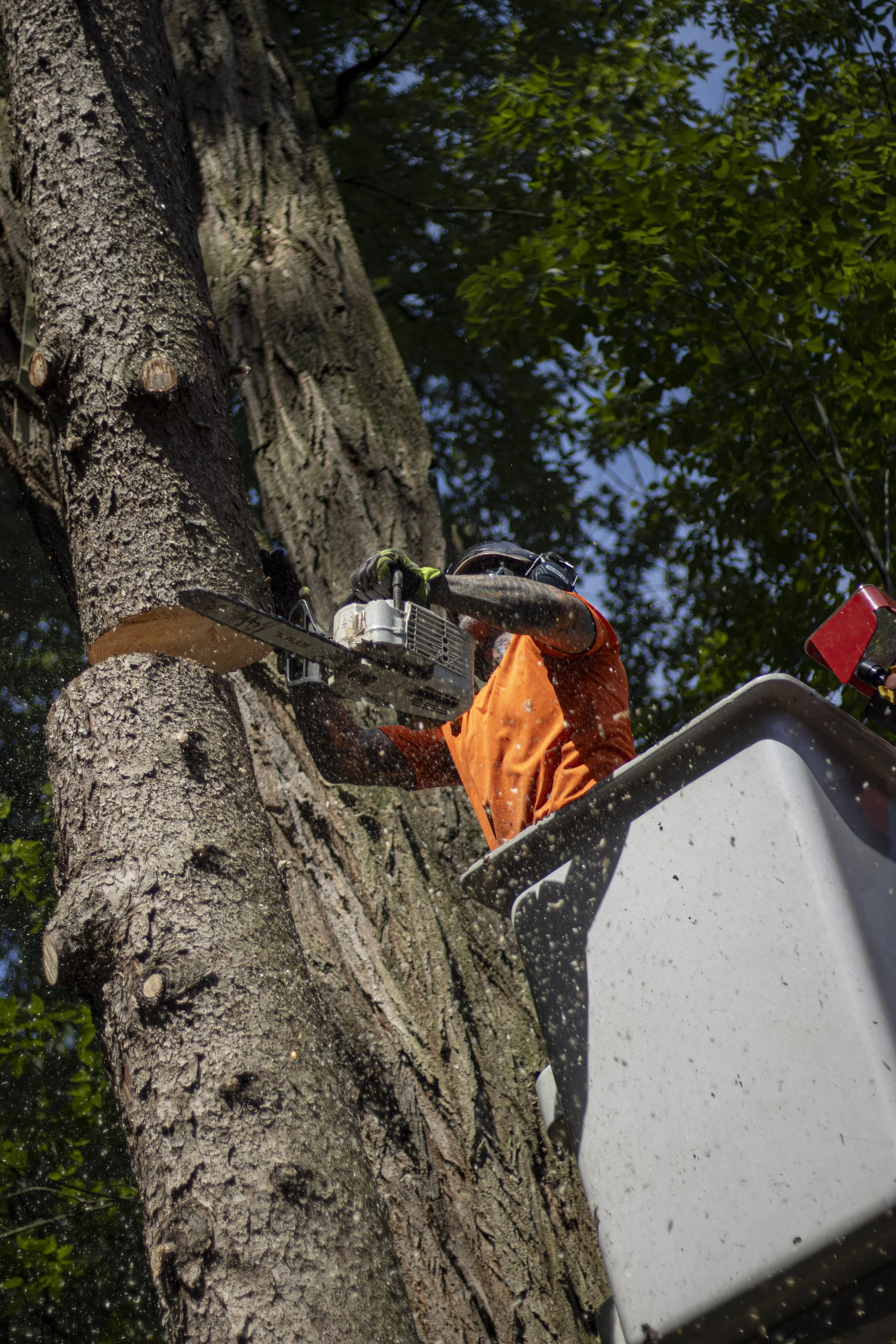 Tree Service Chagrin-28.jpg