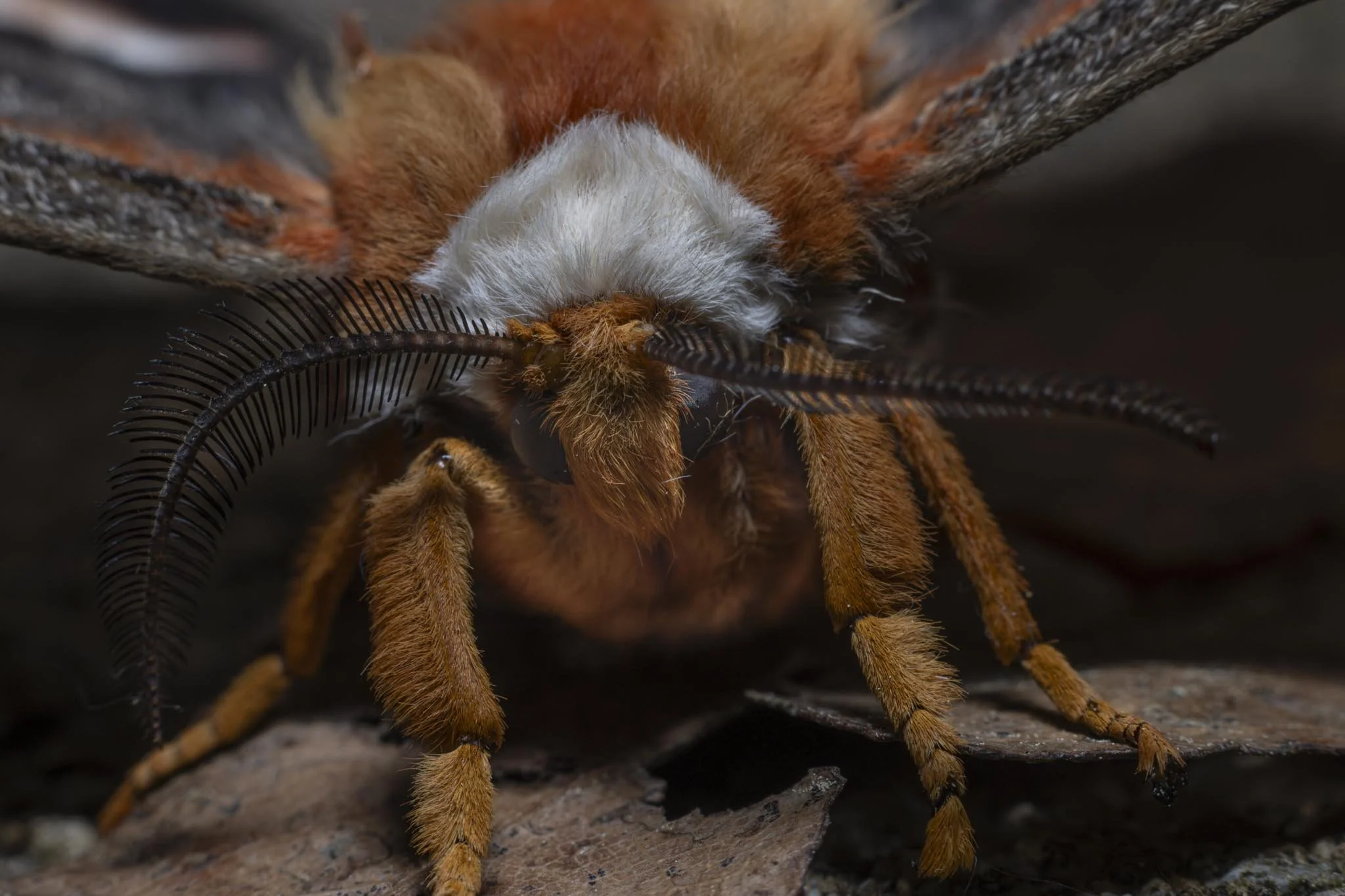 Caldwell 2025-39.jpg