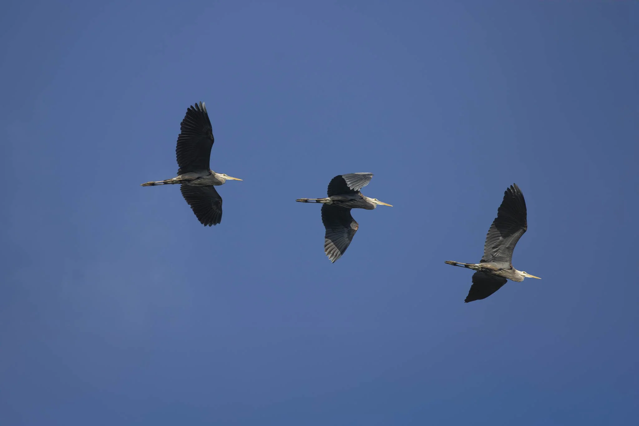 Low res animals-19.jpg